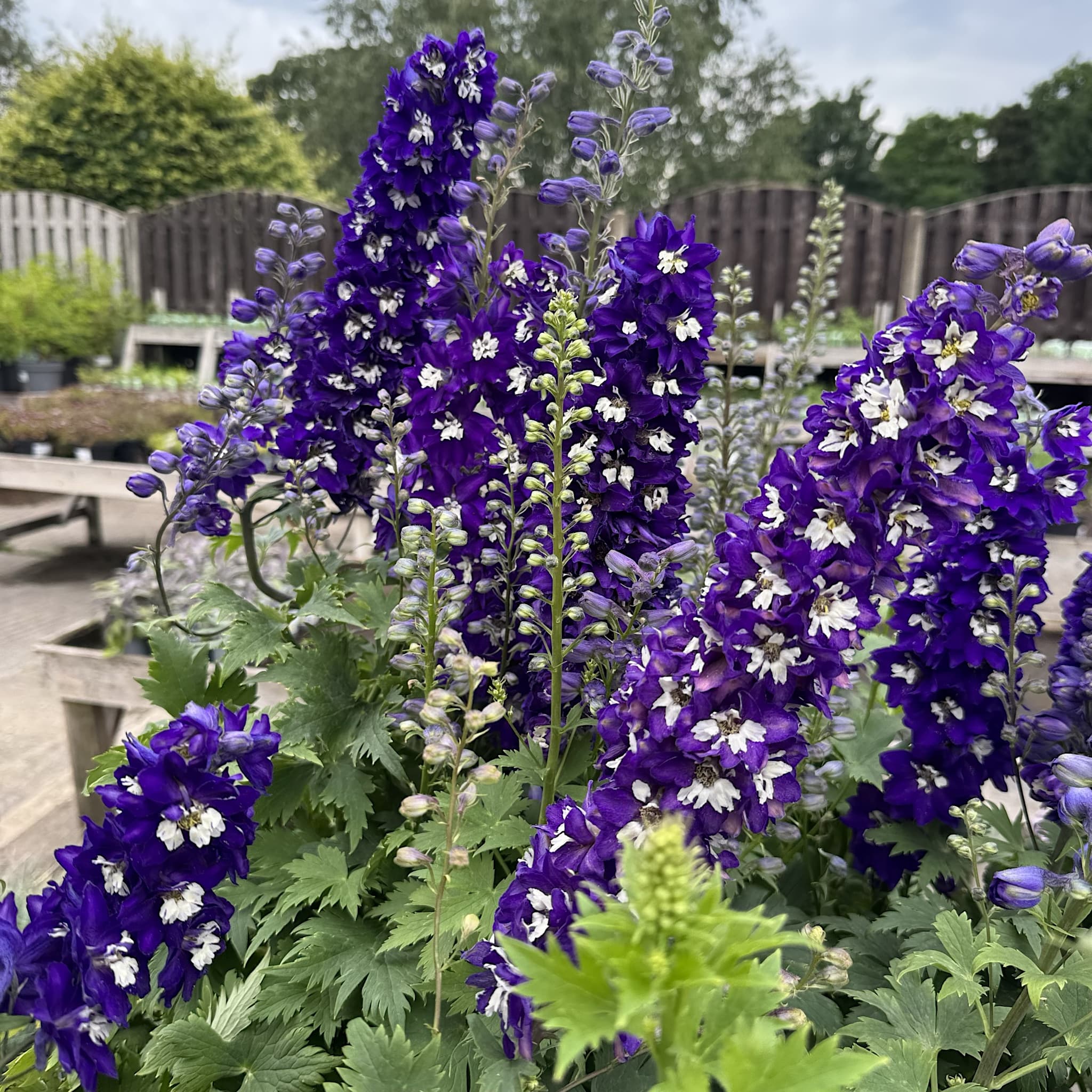 Delphinium 'Magic Fountain Dark Blue White Bee'