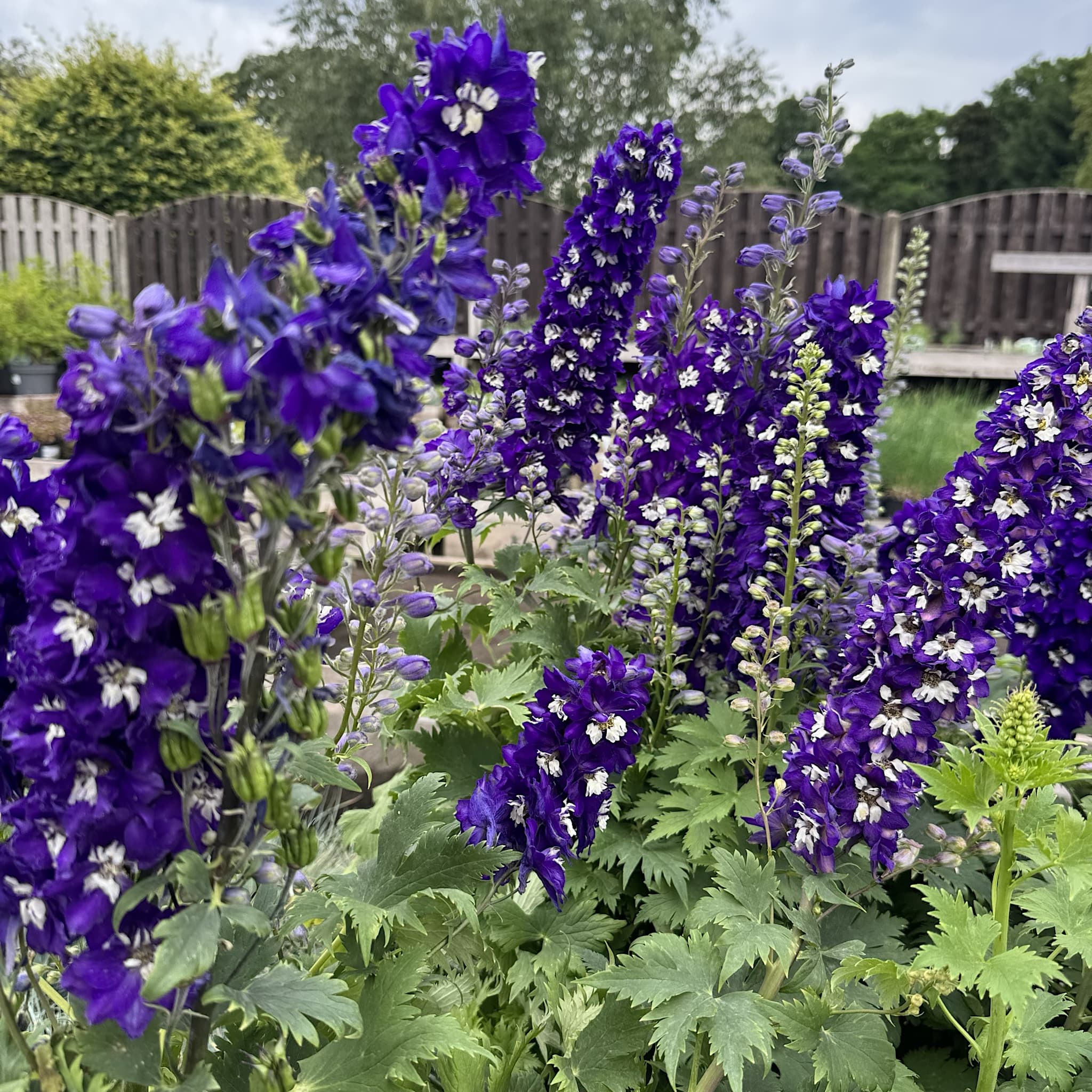 Delphinium 'Magic Fountain Dark Blue White Bee'
