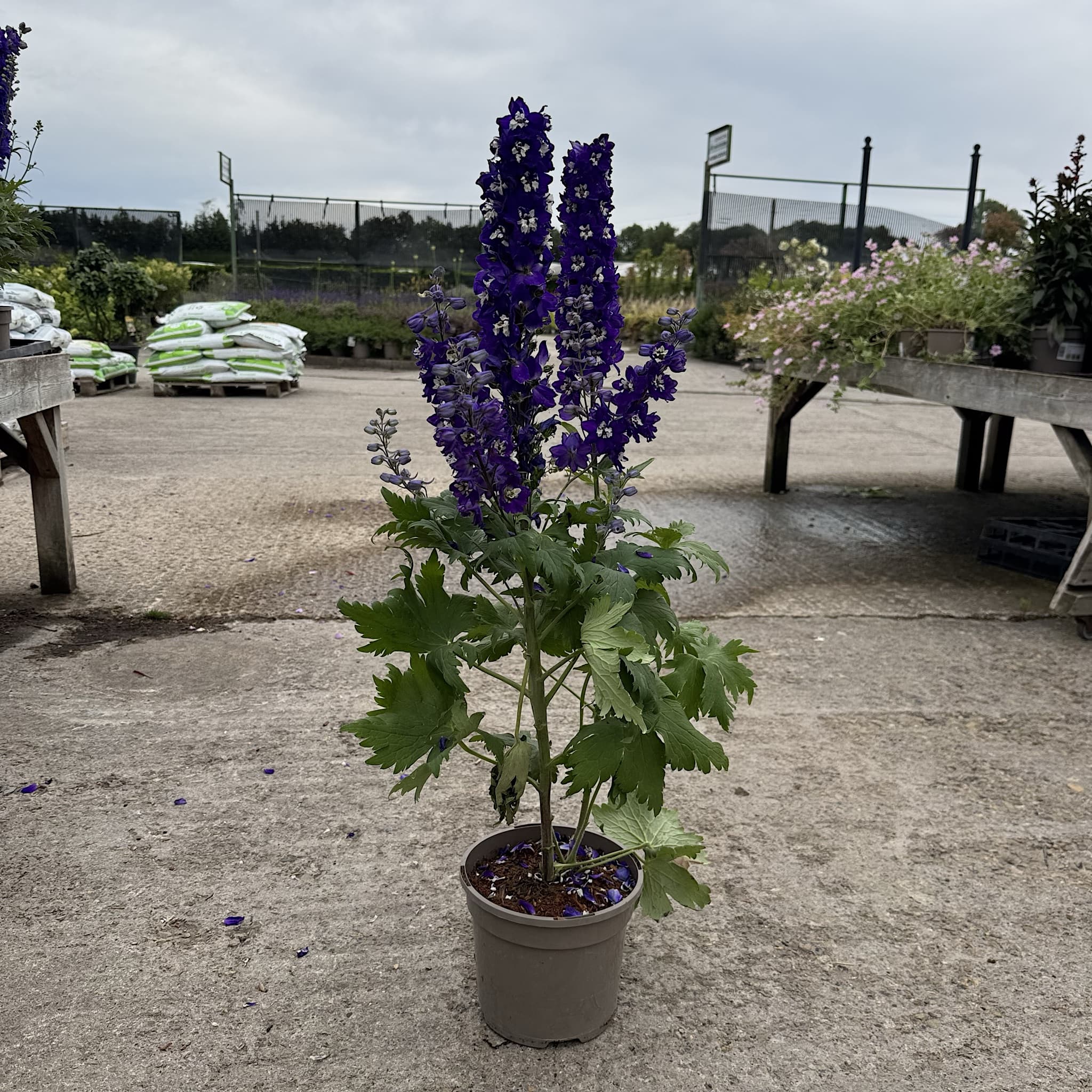 Delphinium 'Magic Fountain Dark Blue White Bee'