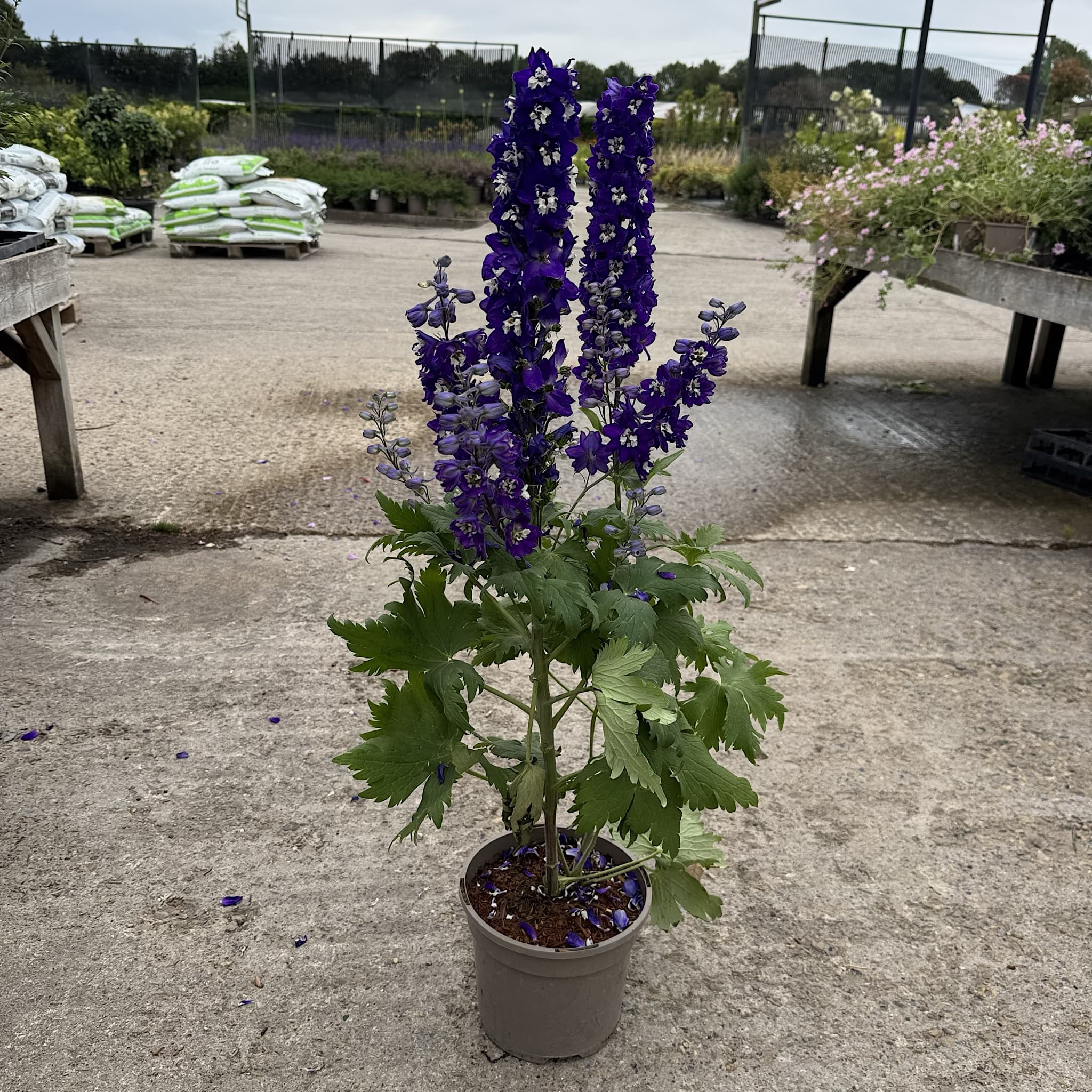 Delphinium 'Magic Fountain Dark Blue White Bee'