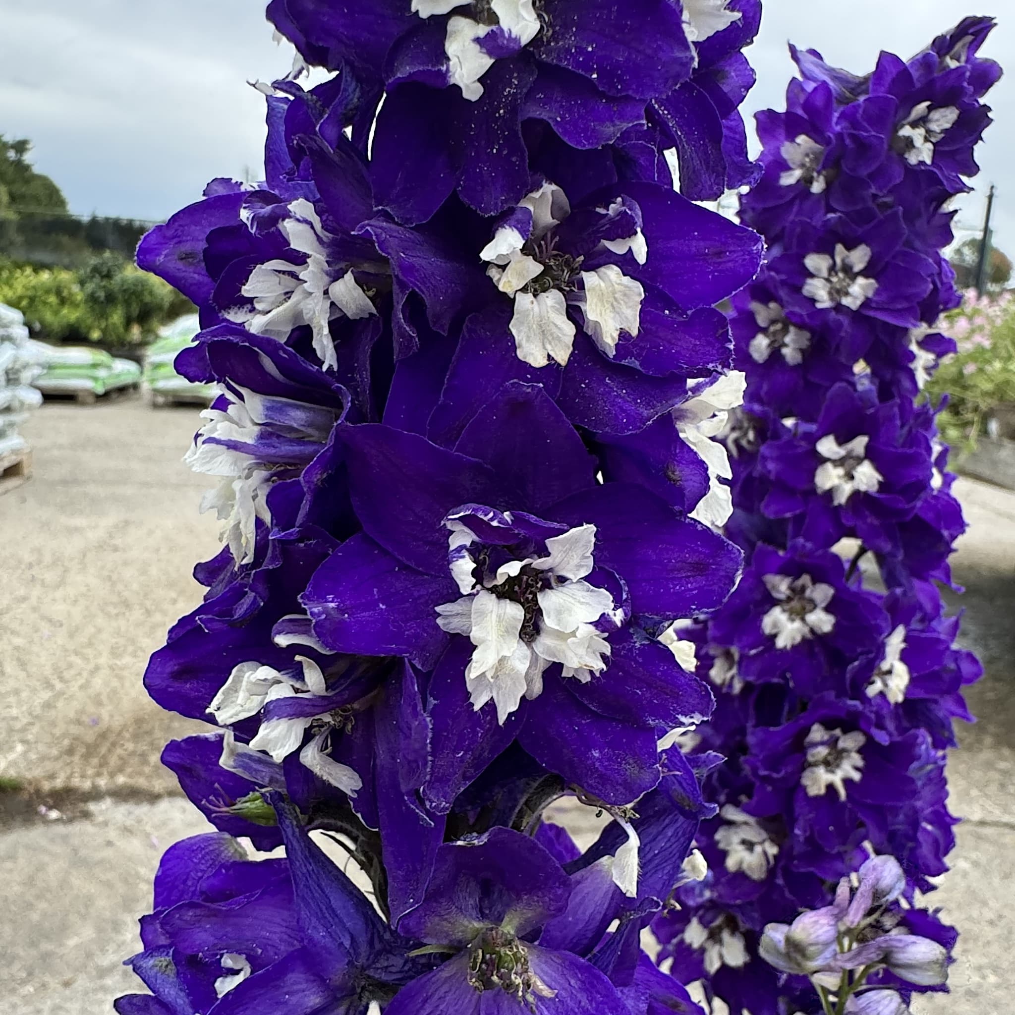 Delphinium 'Magic Fountain Dark Blue White Bee'
