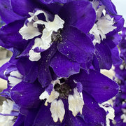 Delphinium 'Magic Fountain Dark Blue White Bee'
