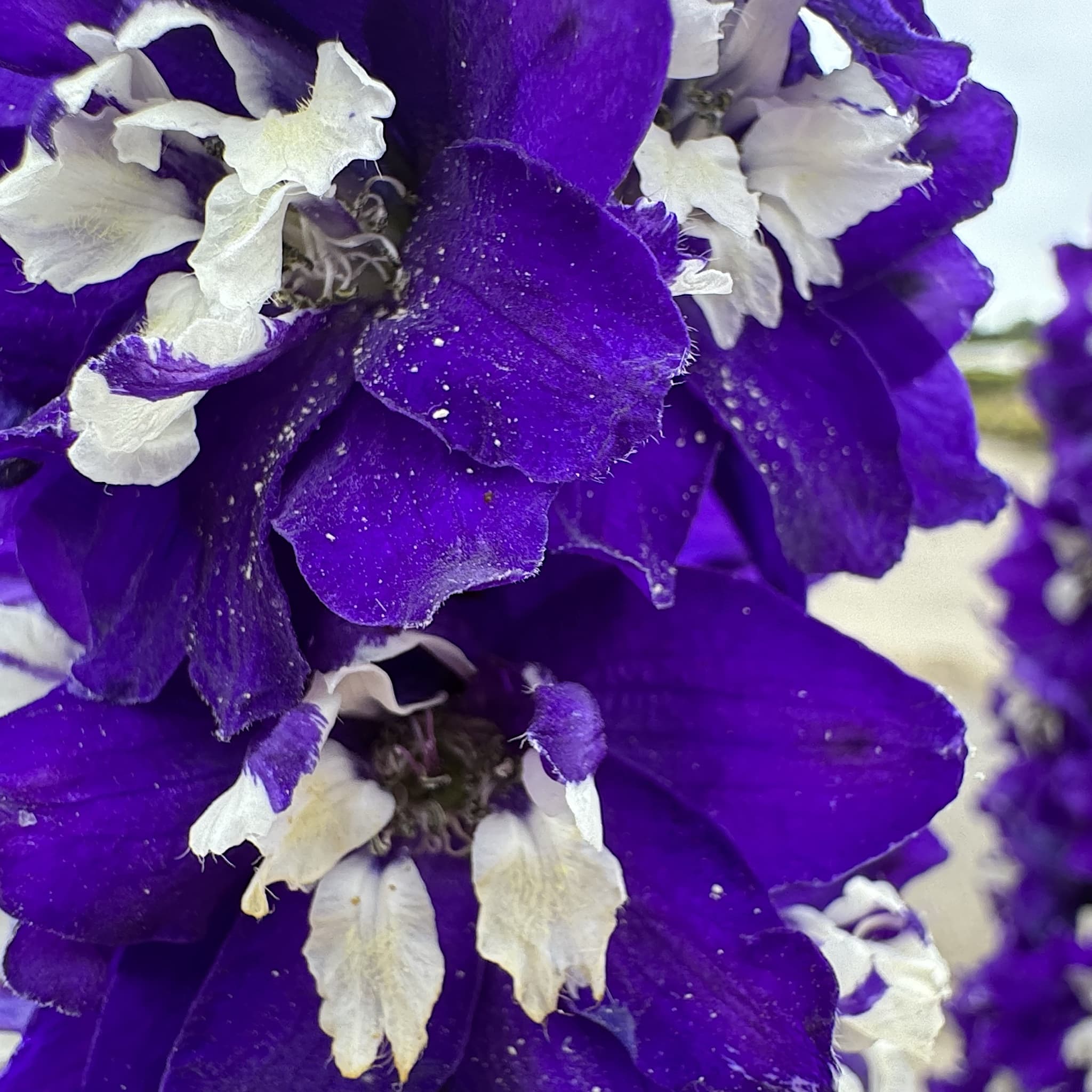Delphinium 'Magic Fountain Dark Blue White Bee'