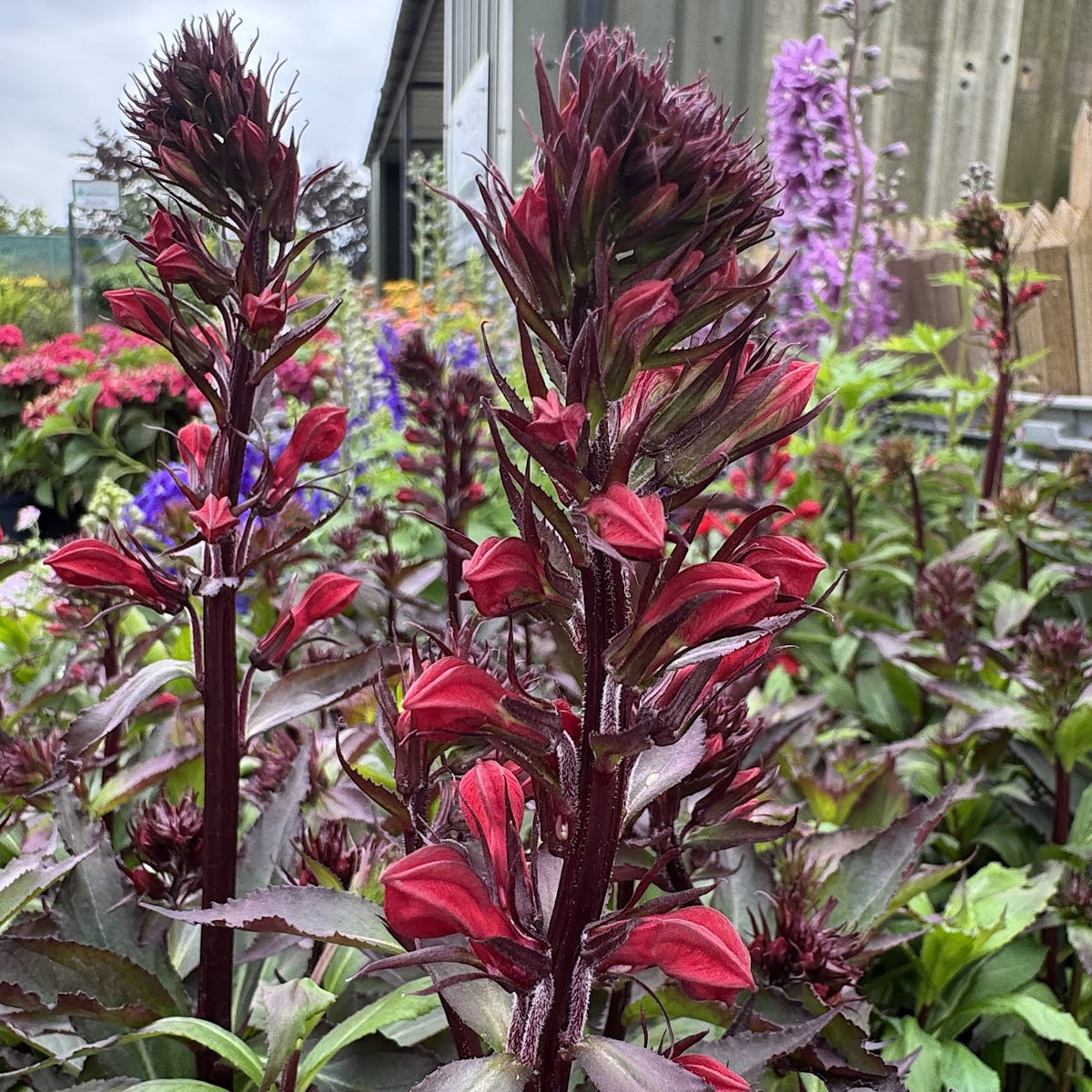Lobelia 'Starship Scarlet'