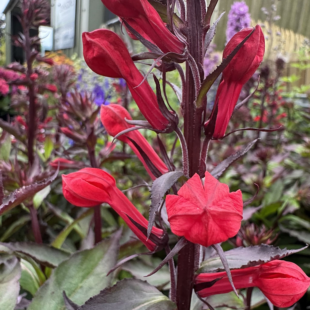 Lobelia 'Starship Scarlet'