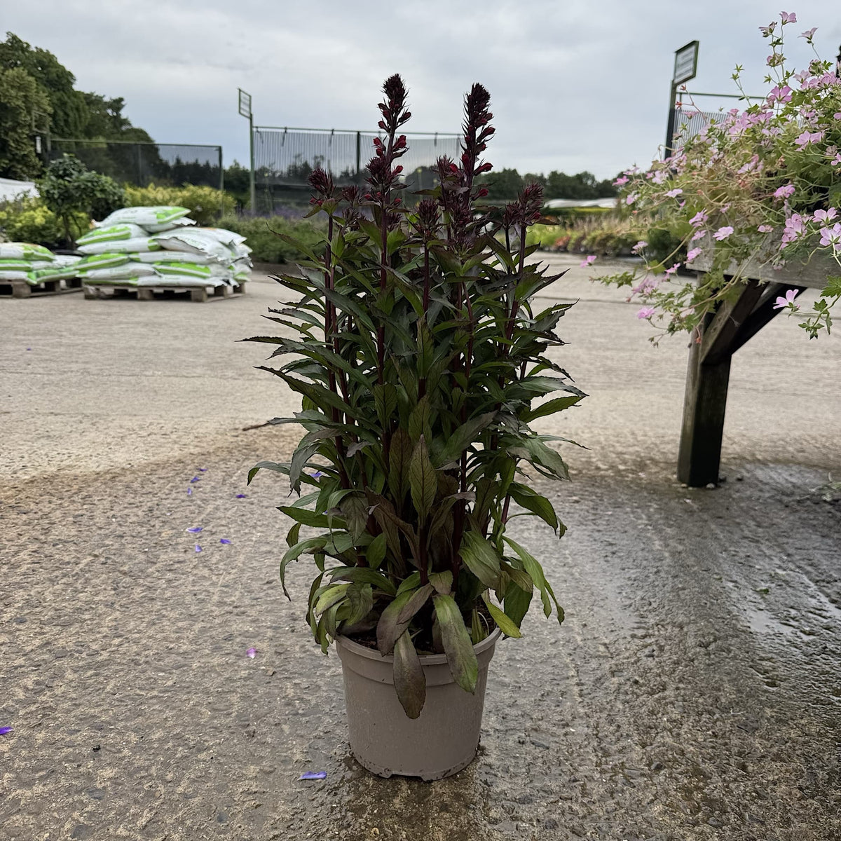 Lobelia 'Starship Scarlet'