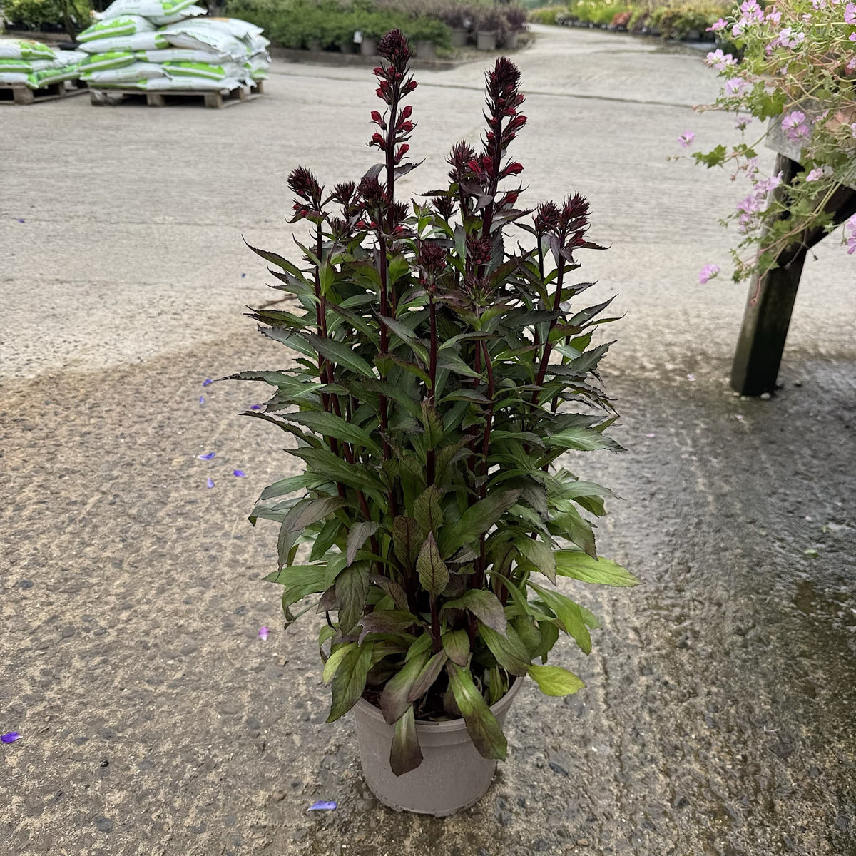 Lobelia 'Starship Scarlet'