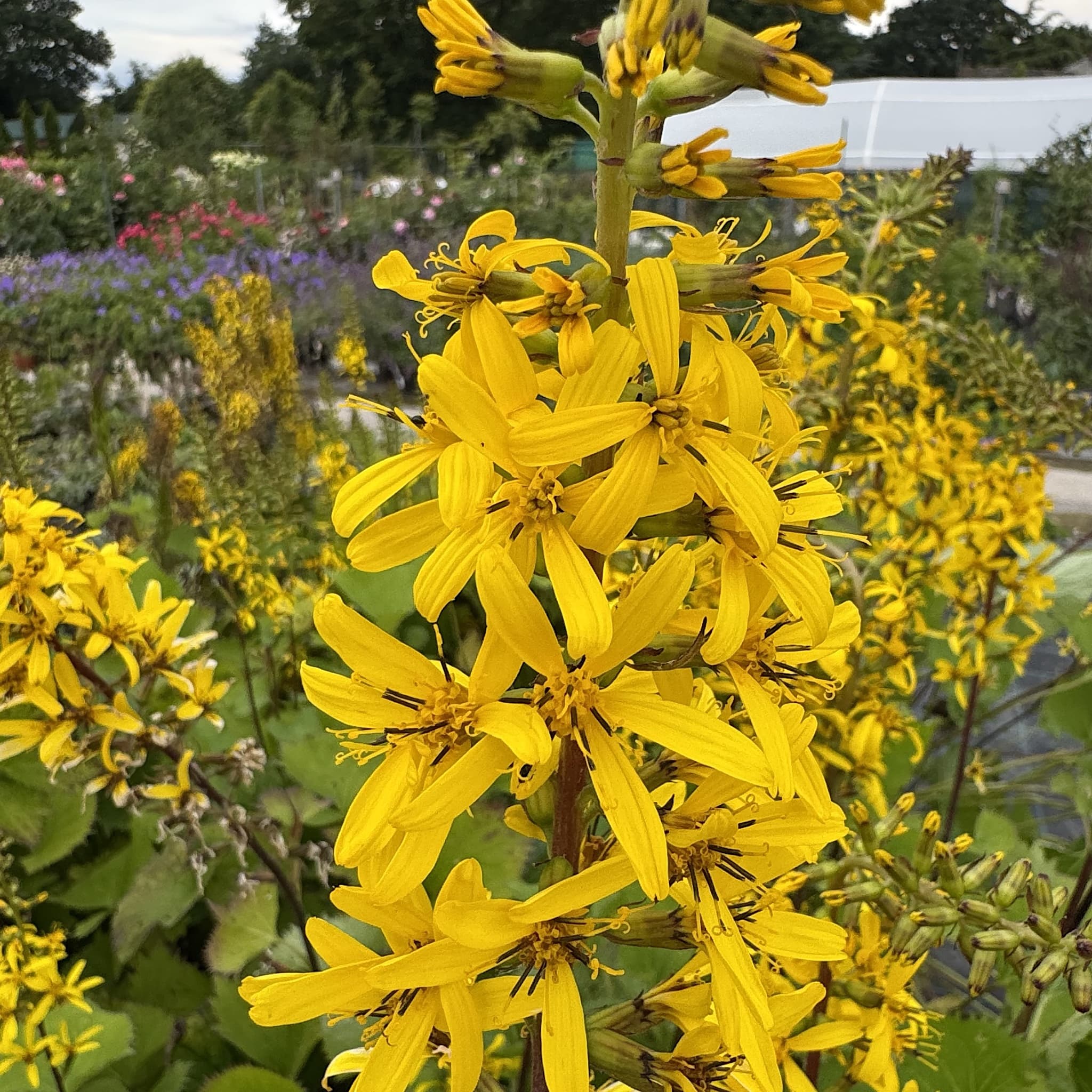 Ligularia sten. 'The Rocket'