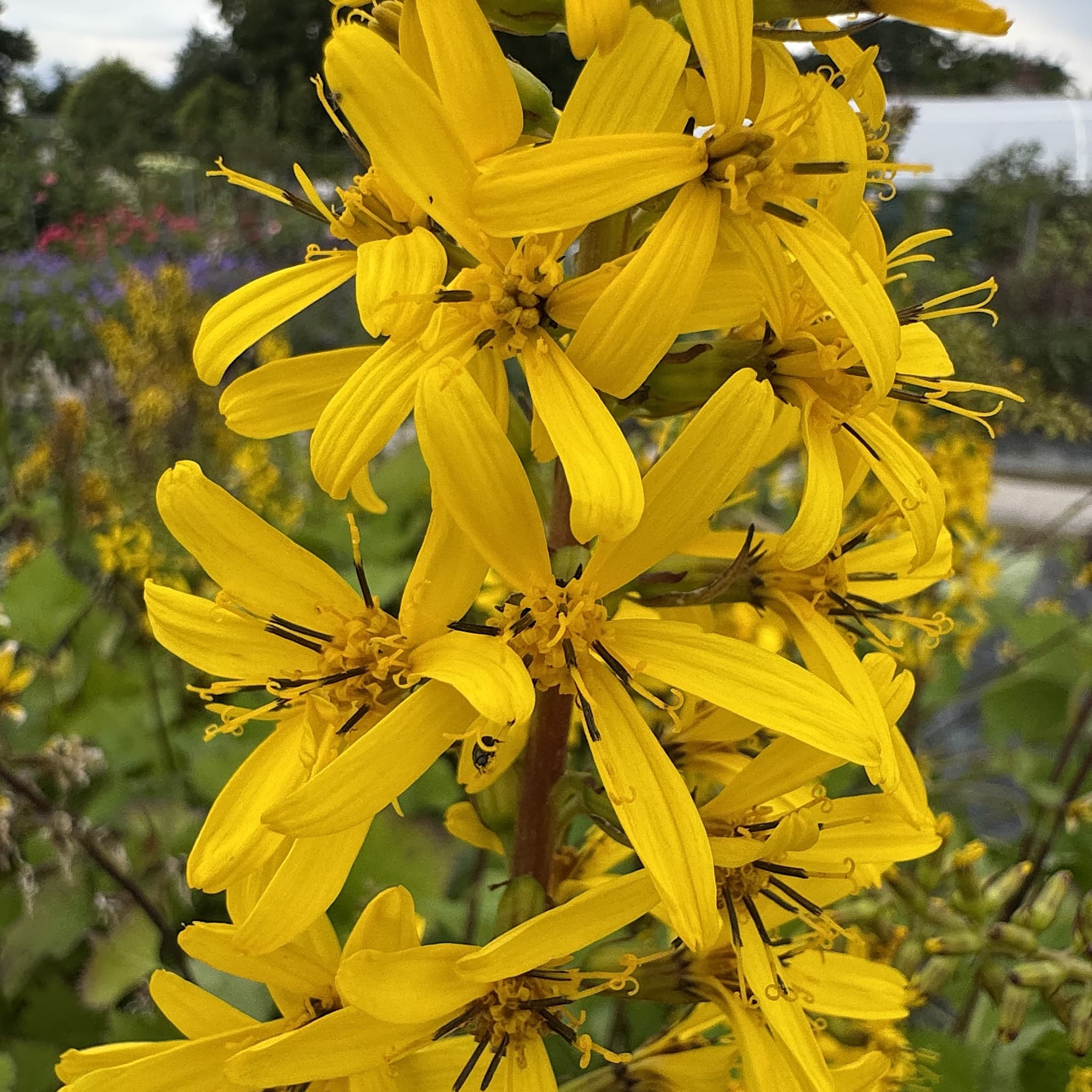 Ligularia sten. 'The Rocket'