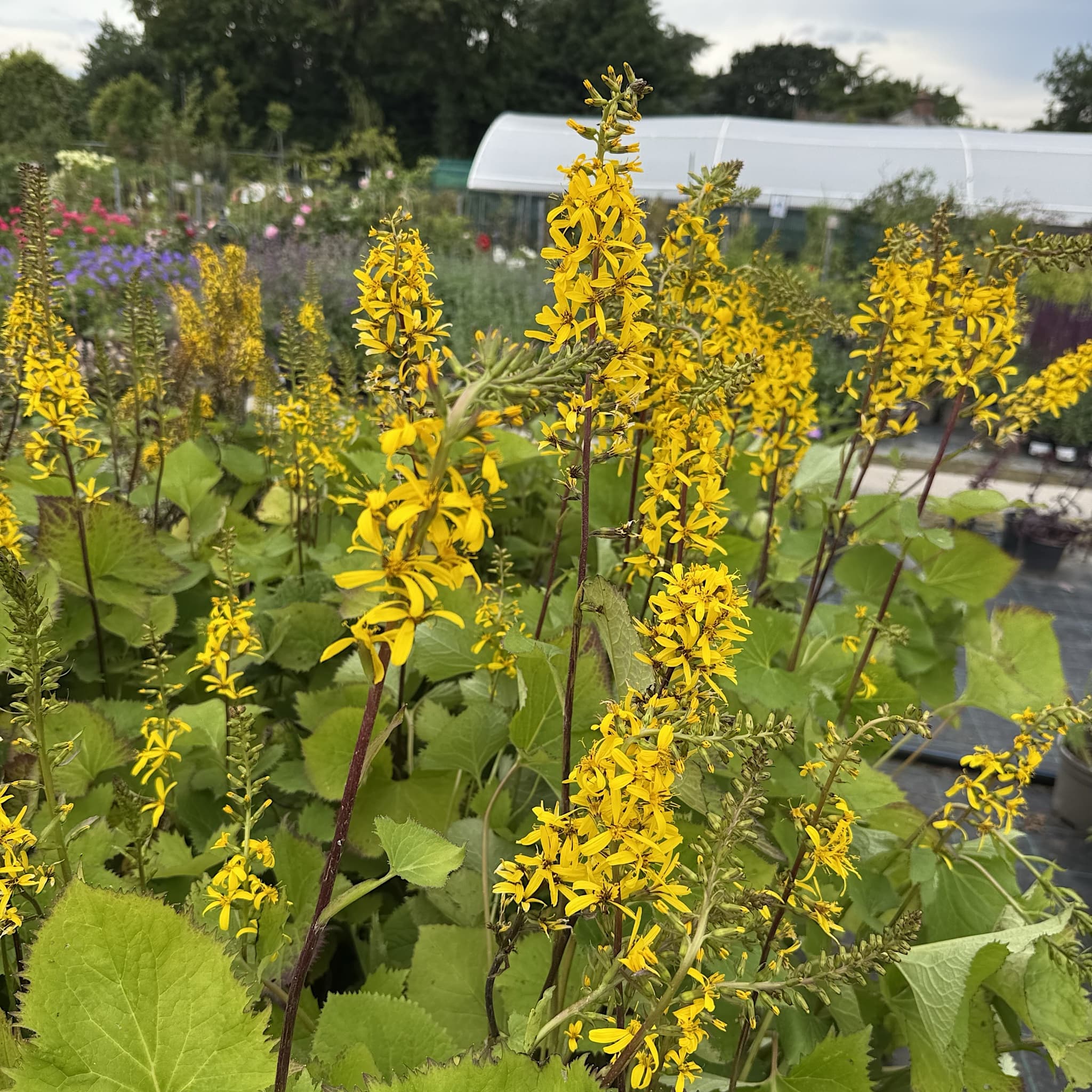 Ligularia sten. 'The Rocket'