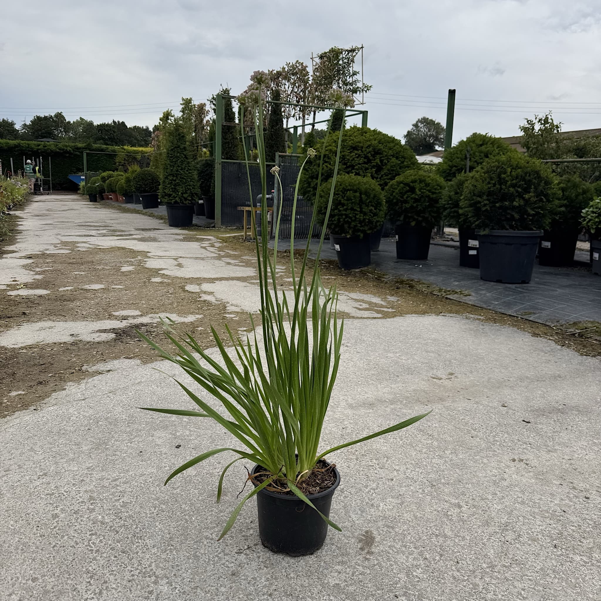 Allium 'Summer Beauty'