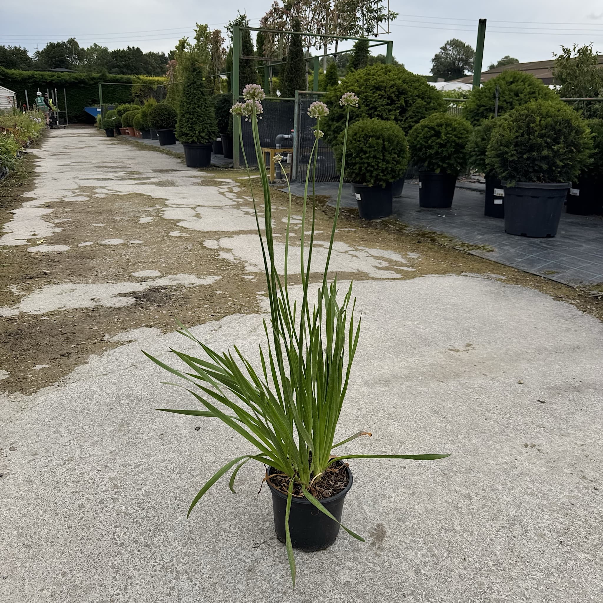 Allium 'Summer Beauty'