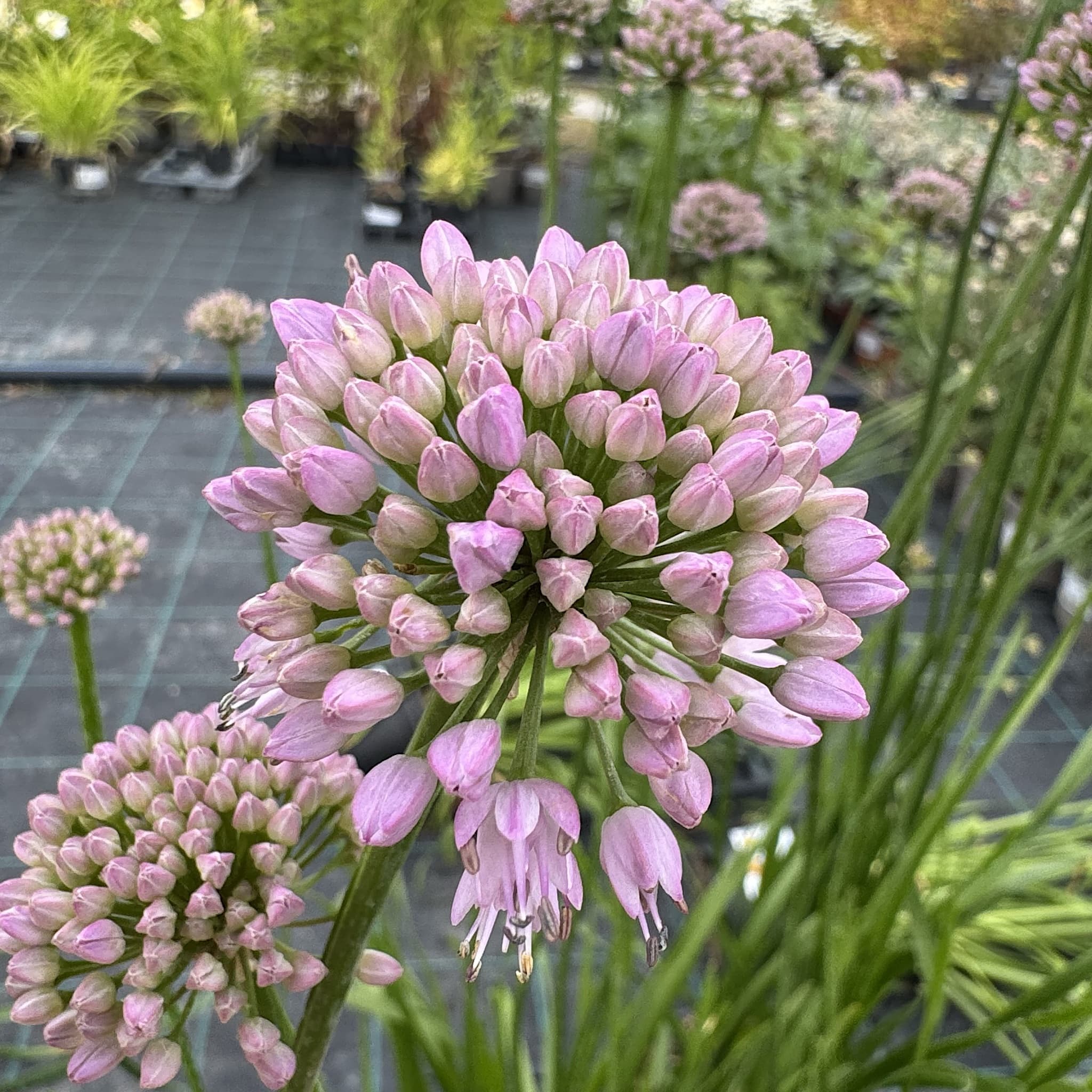 Allium 'Summer Beauty'