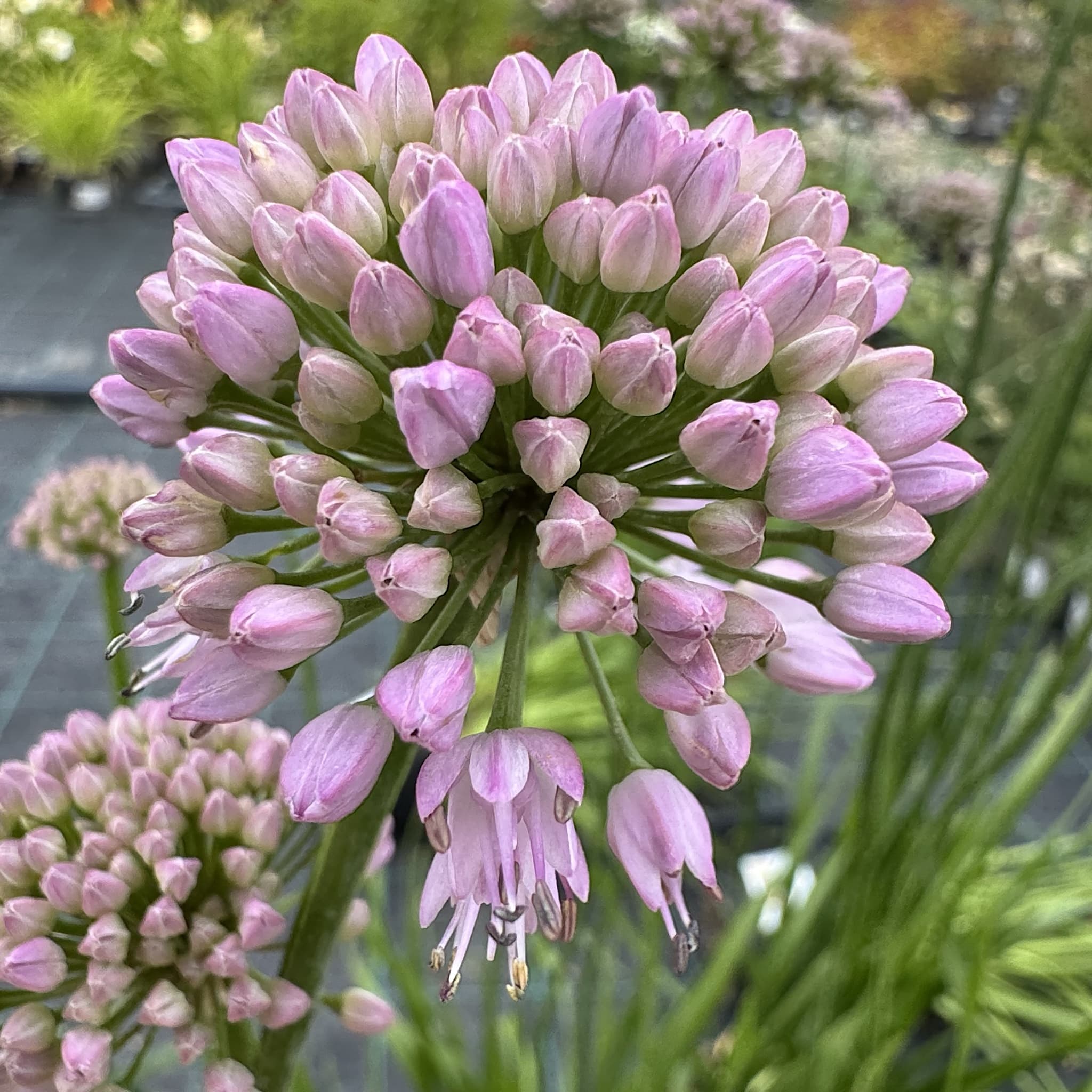 Allium 'Summer Beauty'