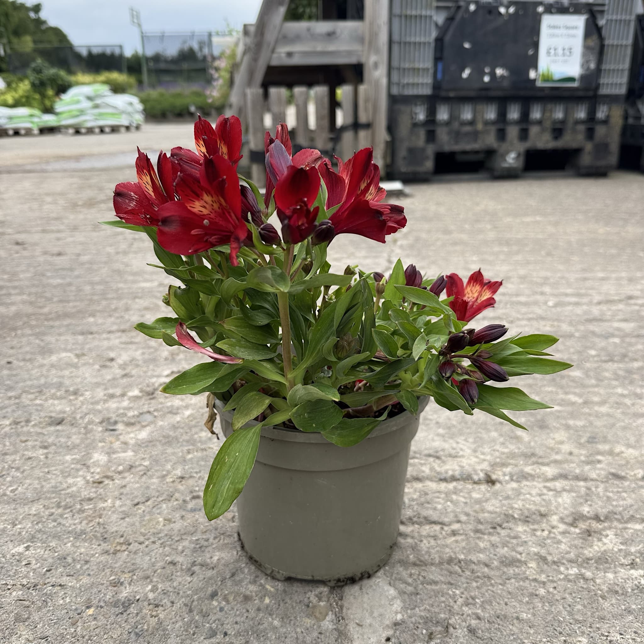 Alstroemeria Inticancha 'Red'