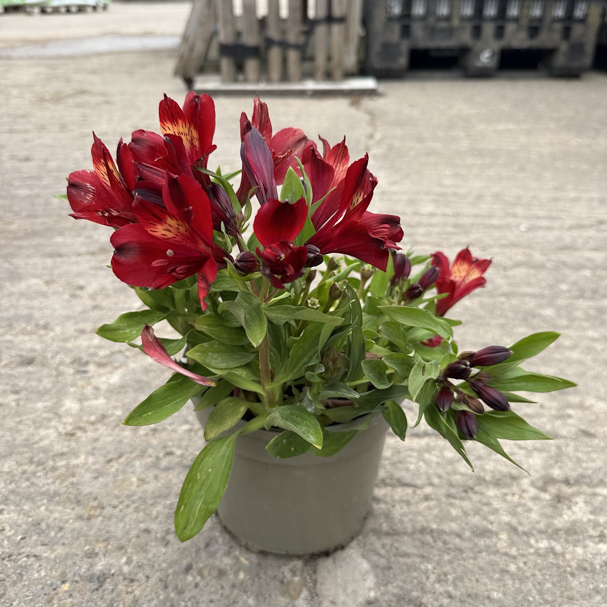 Alstroemeria Inticancha 'Red'