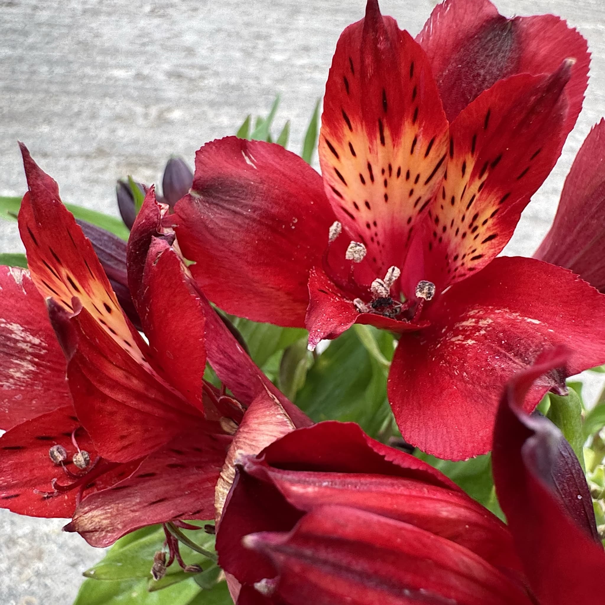 Alstroemeria Inticancha 'Red'