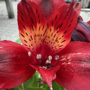 Alstroemeria Inticancha 'Red'