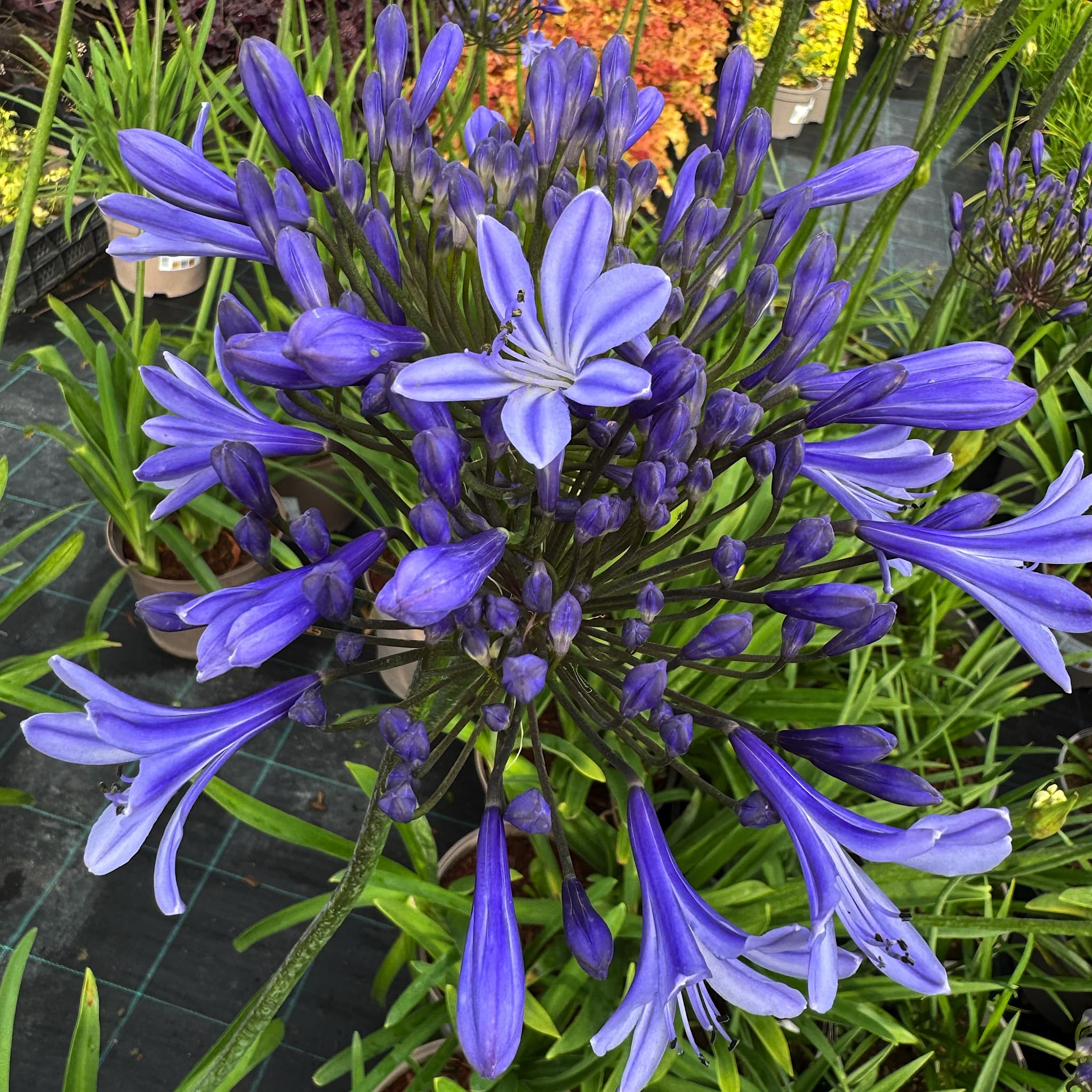 Agapanthus 'Columba'