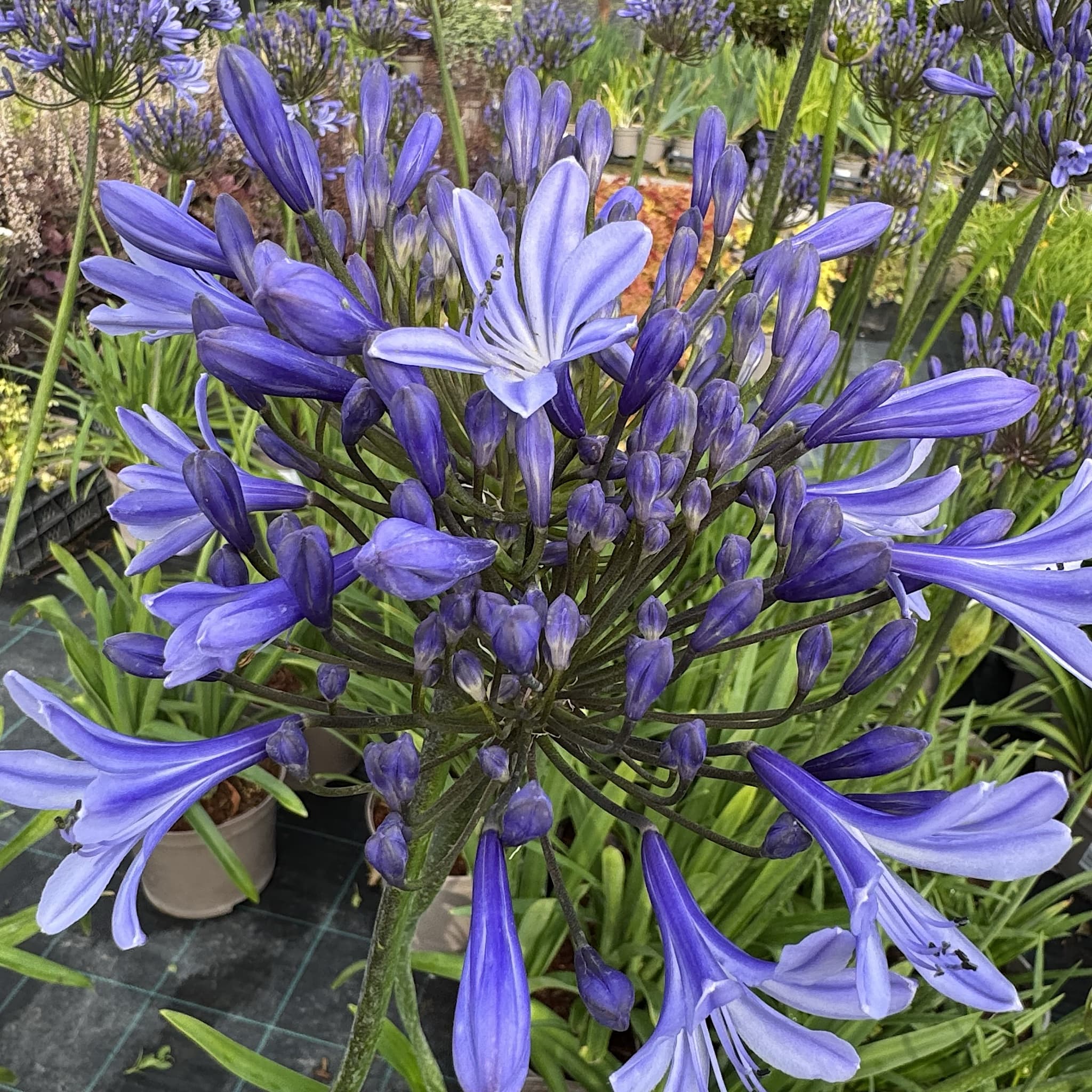 Agapanthus 'Columba'