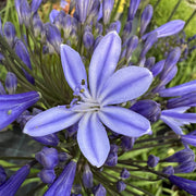 Agapanthus 'Columba'
