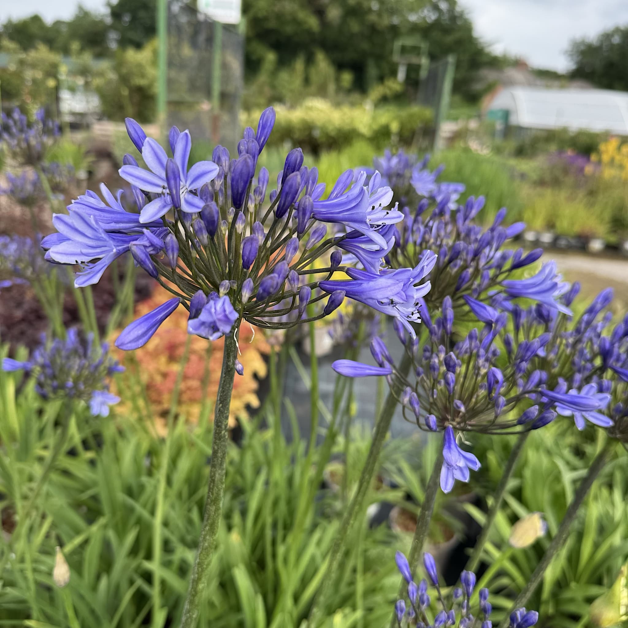 Agapanthus 'Columba'
