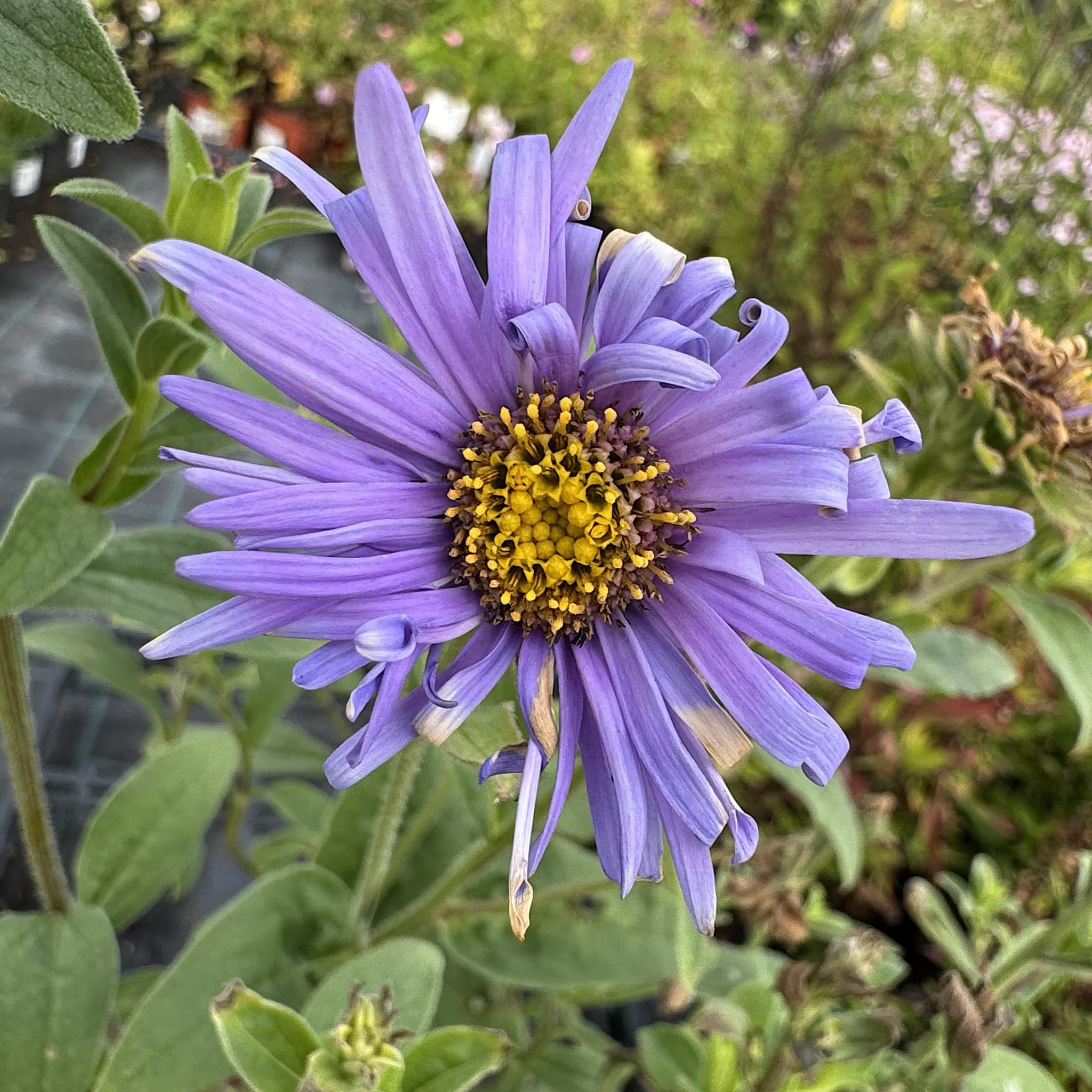 Aster x frikartii 'Monch'