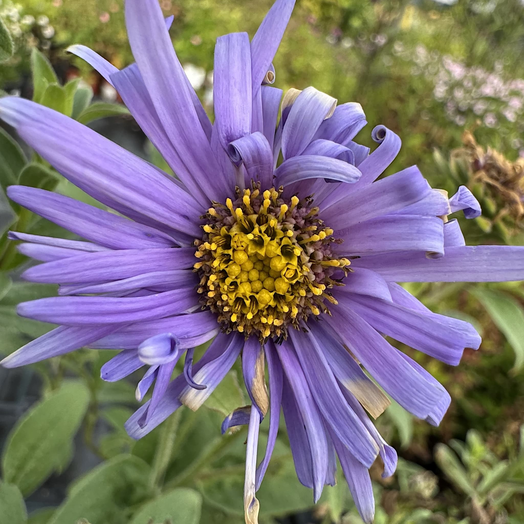 Aster x frikartii 'Monch'
