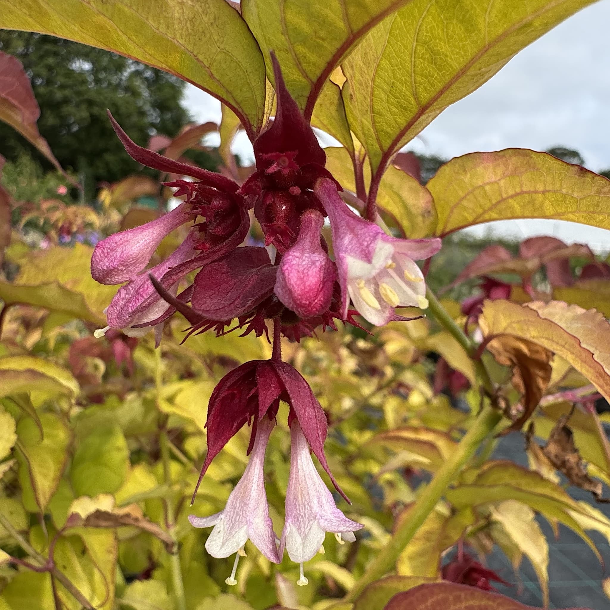 Leycesteria formosa 'Golden Lanterns'