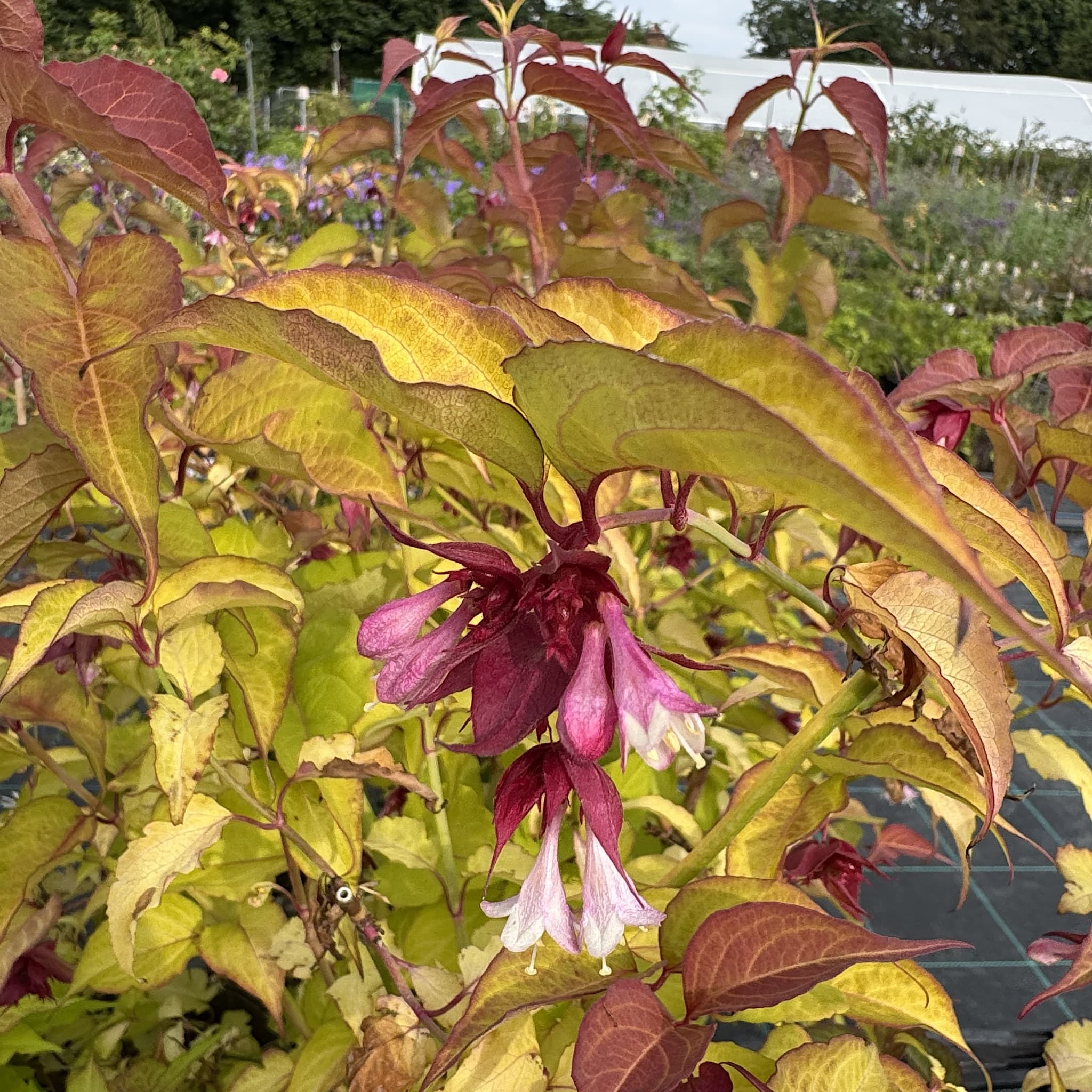 Leycesteria formosa 'Golden Lanterns'