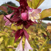 Leycesteria formosa 'Golden Lanterns'