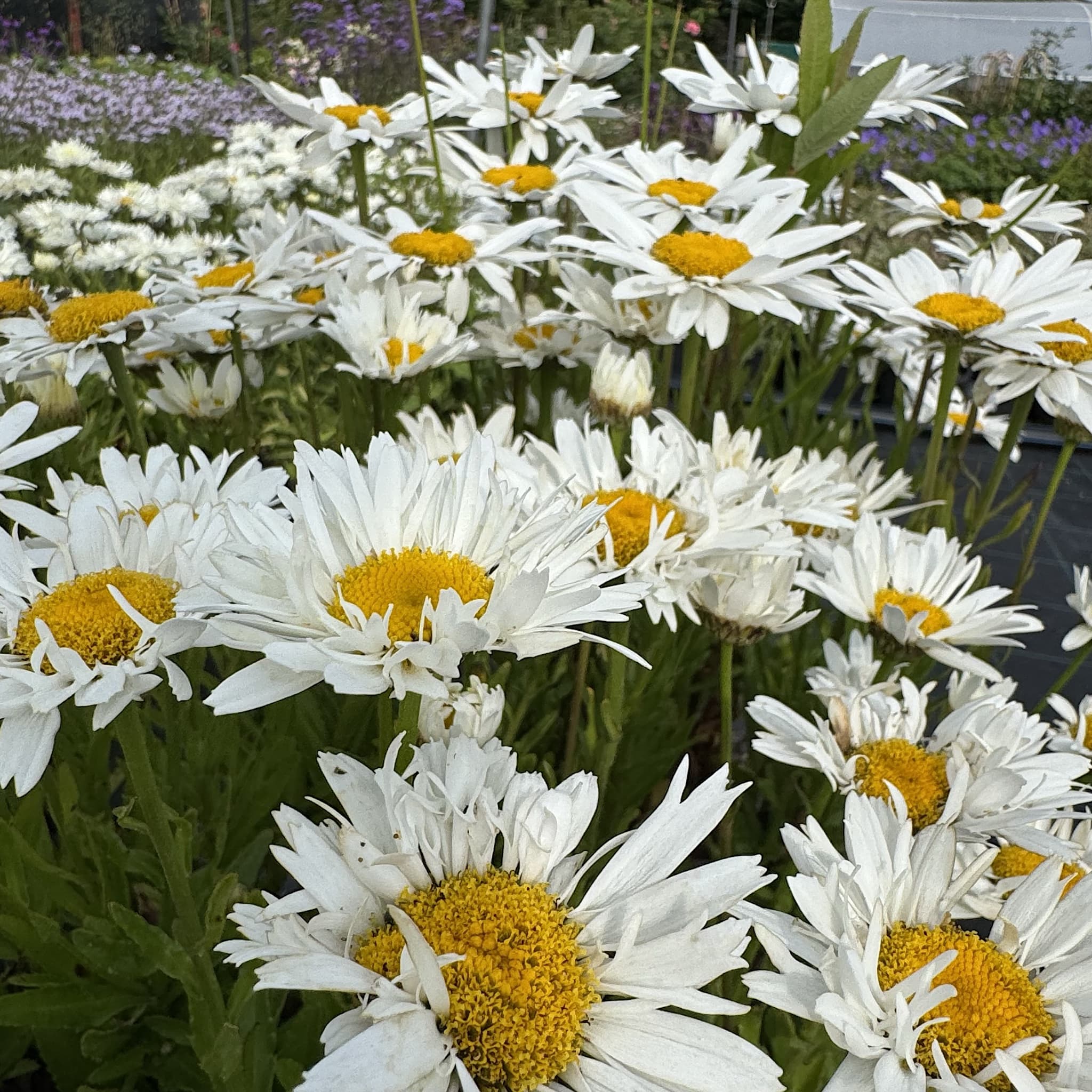 Leucanthemum superbum 'Madonna'