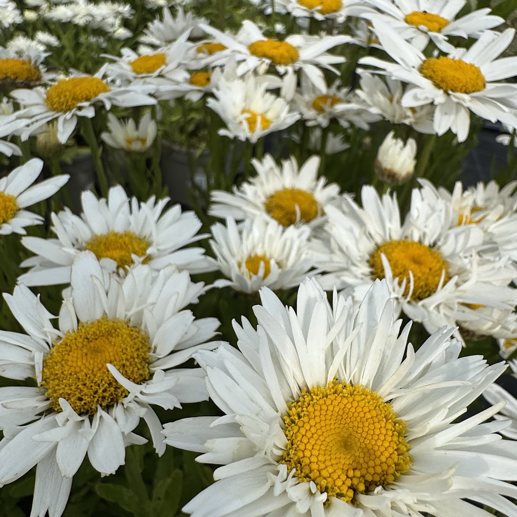 Leucanthemum superbum 'Madonna'