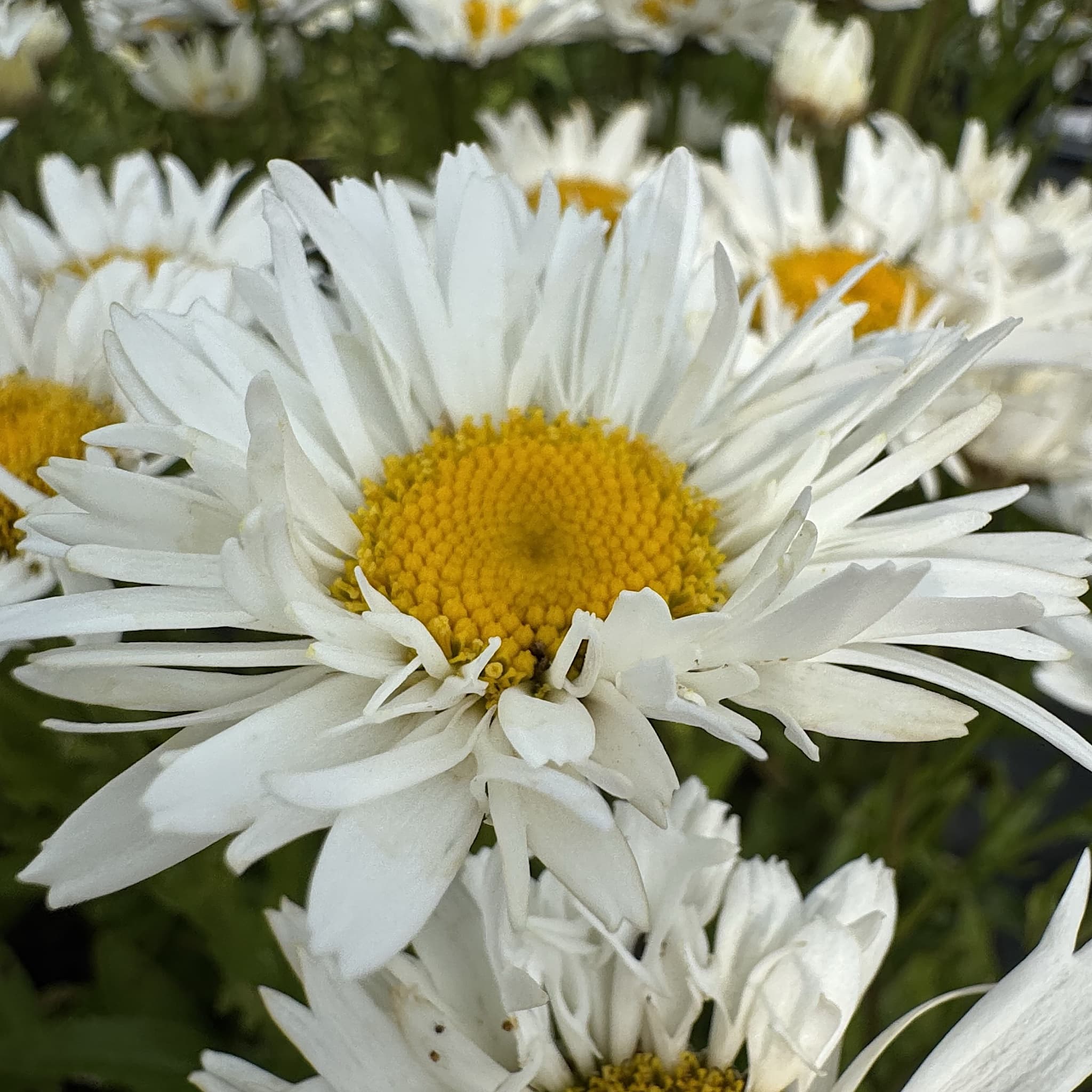 Leucanthemum superbum 'Madonna'