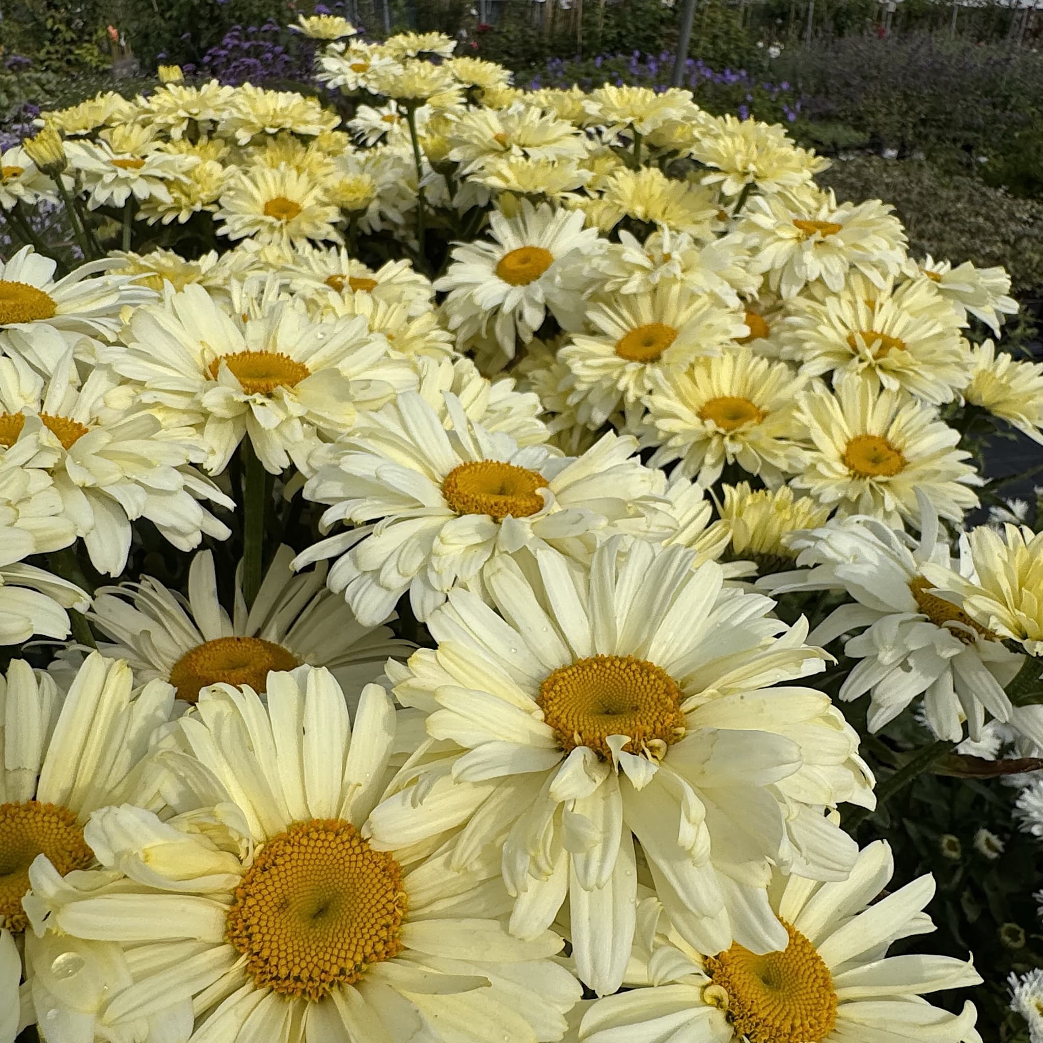 Leucanthemum 'Banana Cream'