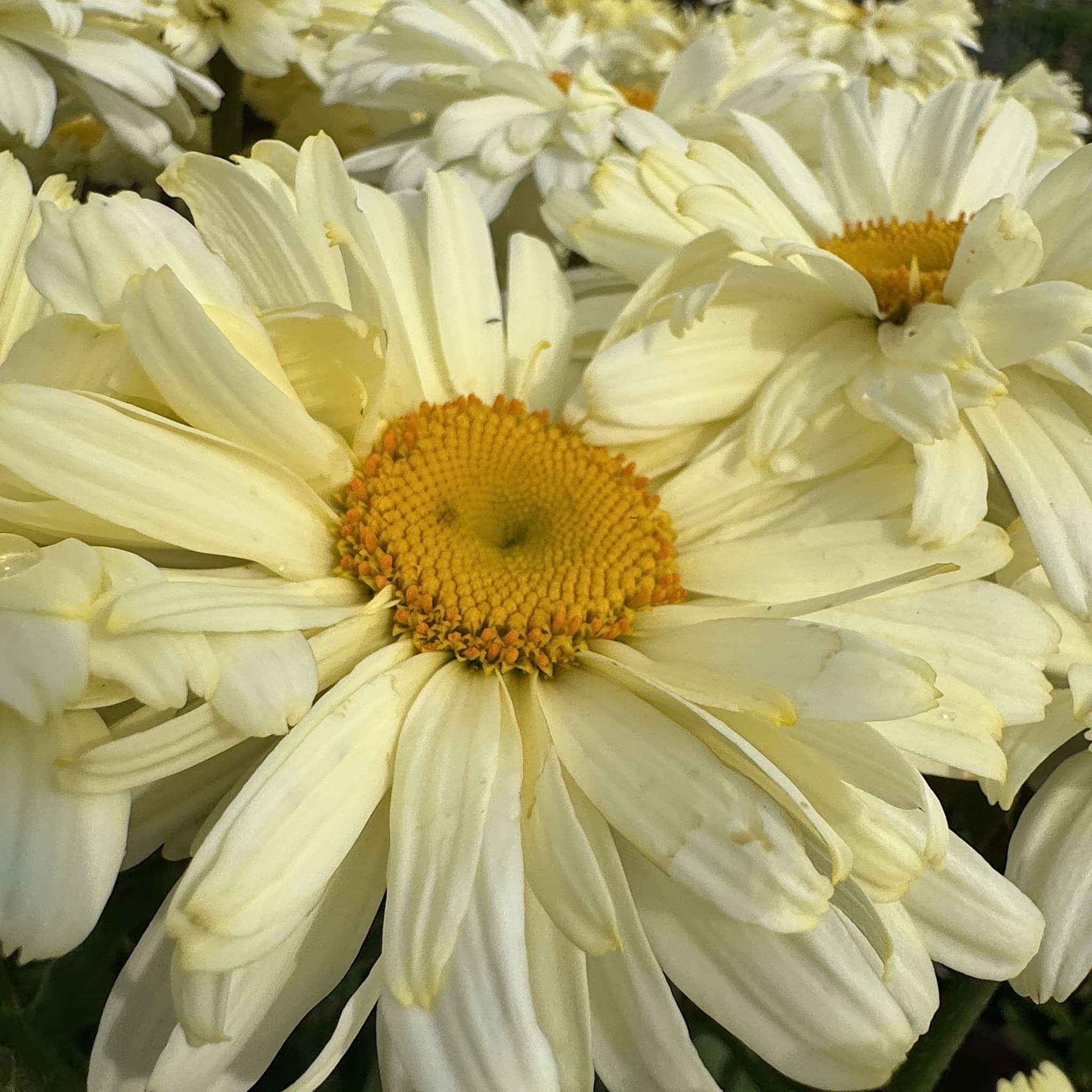 Leucanthemum 'Banana Cream'