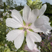 Lavatera 'White Angel'