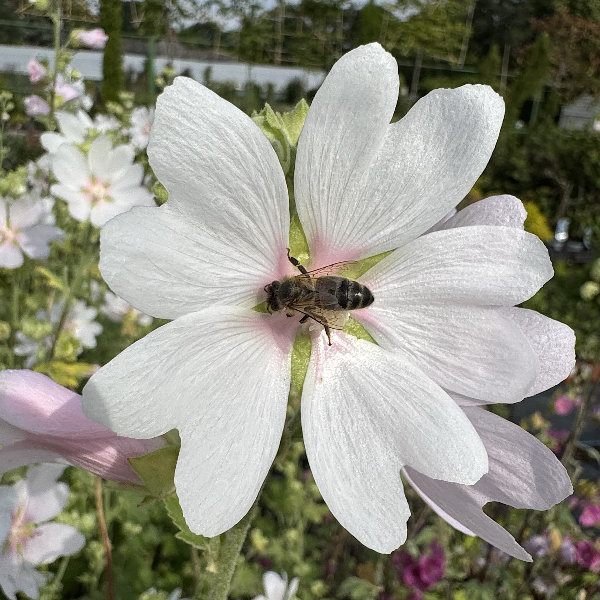 Lavatera 'White Angel'