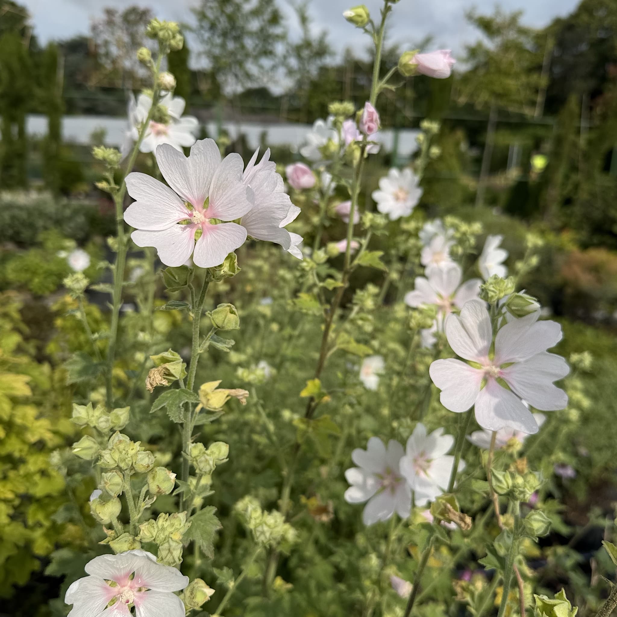 Lavatera 'White Angel'