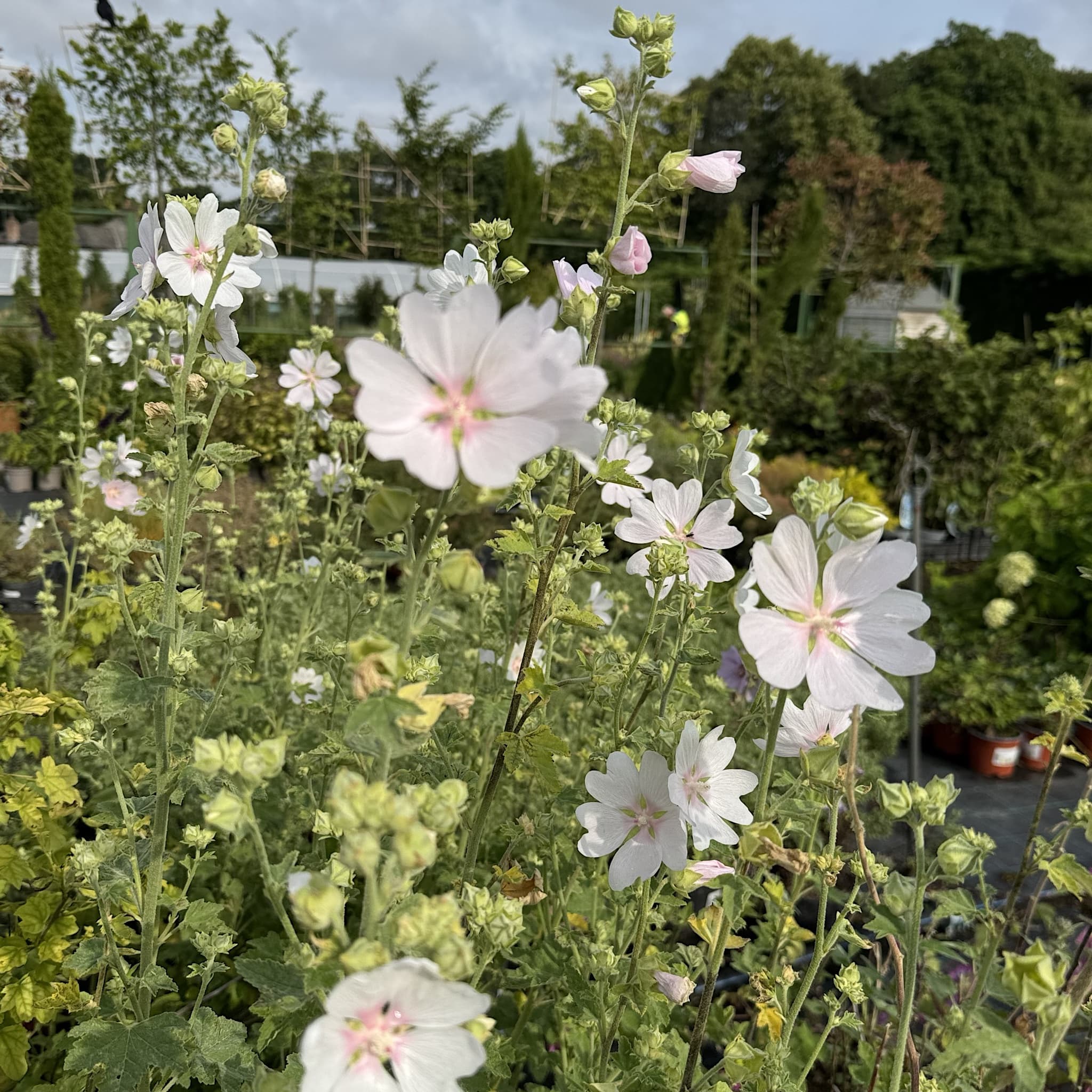Lavatera 'White Angel'
