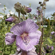 Lavatera 'Lilac Lady'