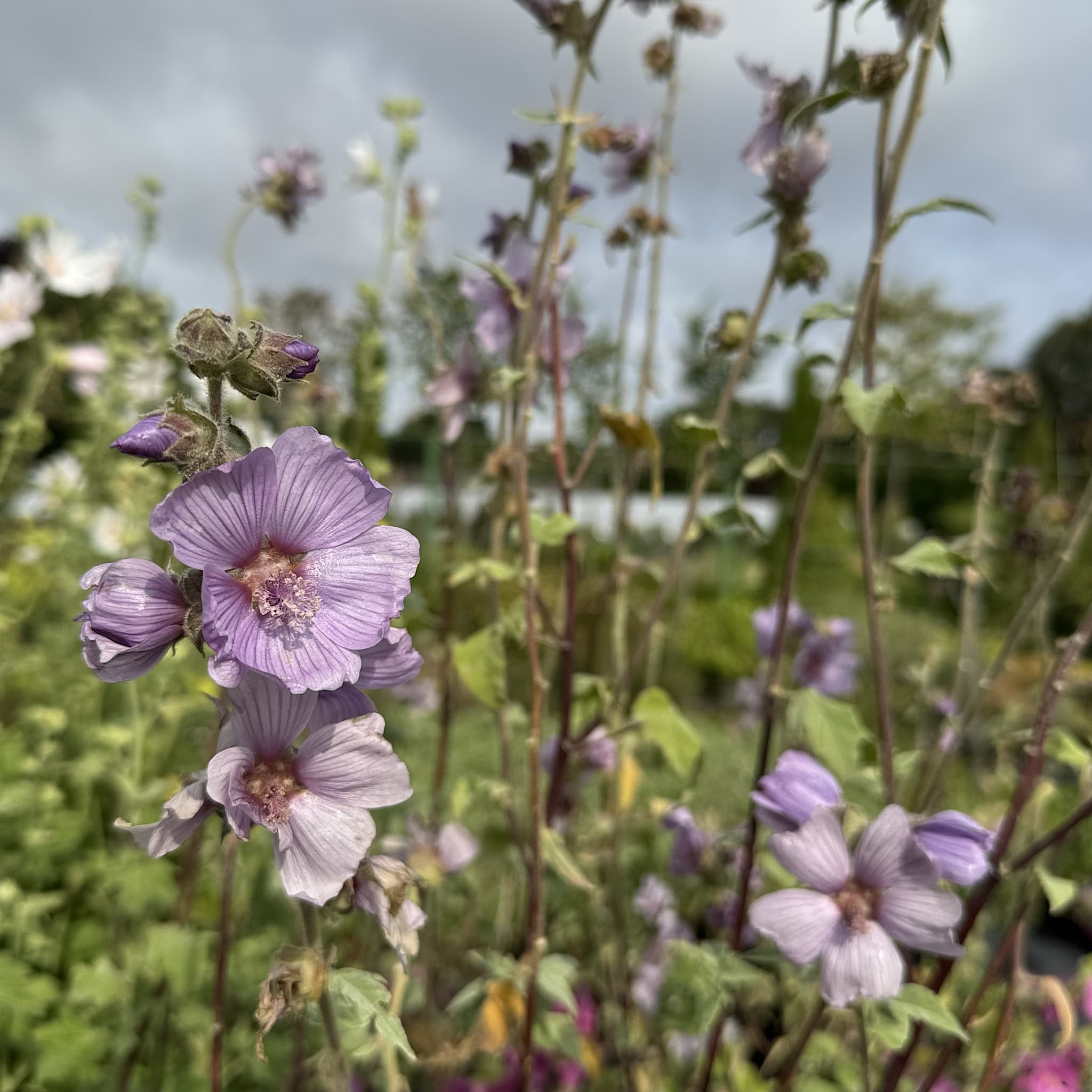 Lavatera 'Lilac Lady'