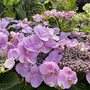 Hydrangea macr. 'Teller Nanping Bleu'