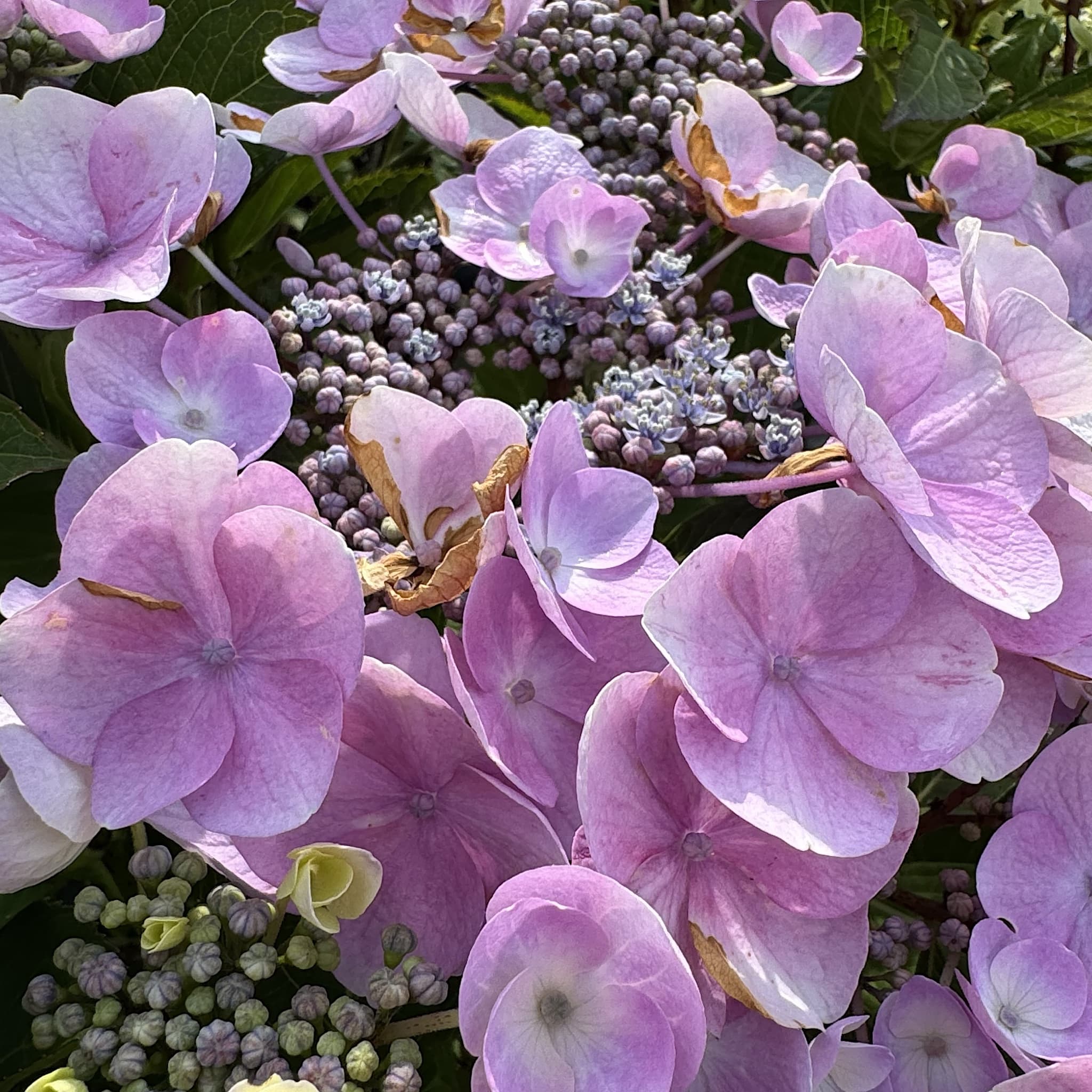 Hydrangea macr. 'Teller Nanping Bleu'