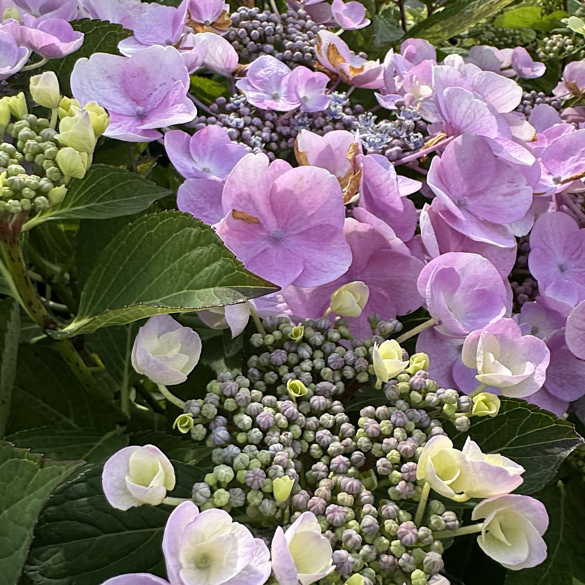 Hydrangea macr. 'Teller Nanping Bleu'