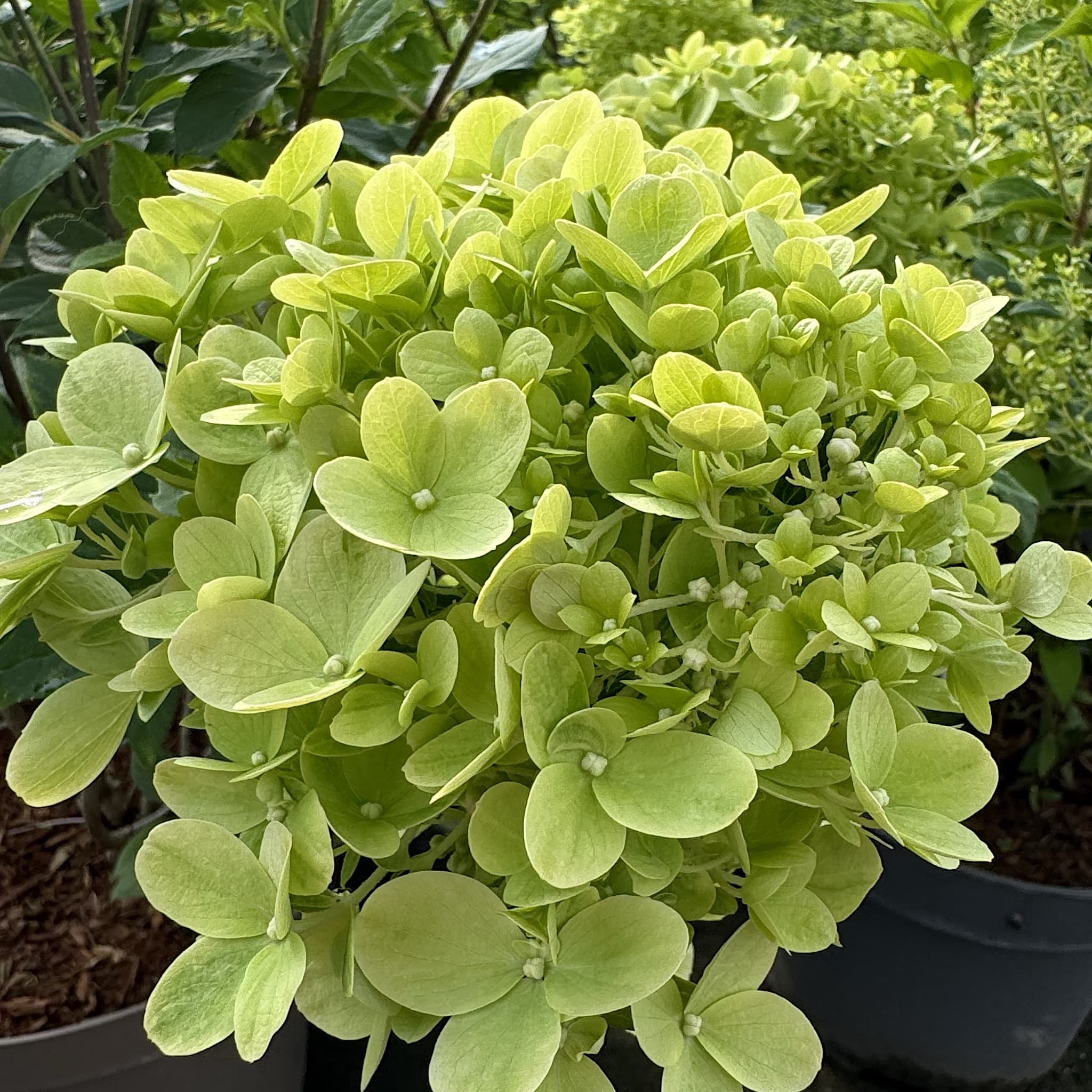 Hydrangea pan. 'Limelight'