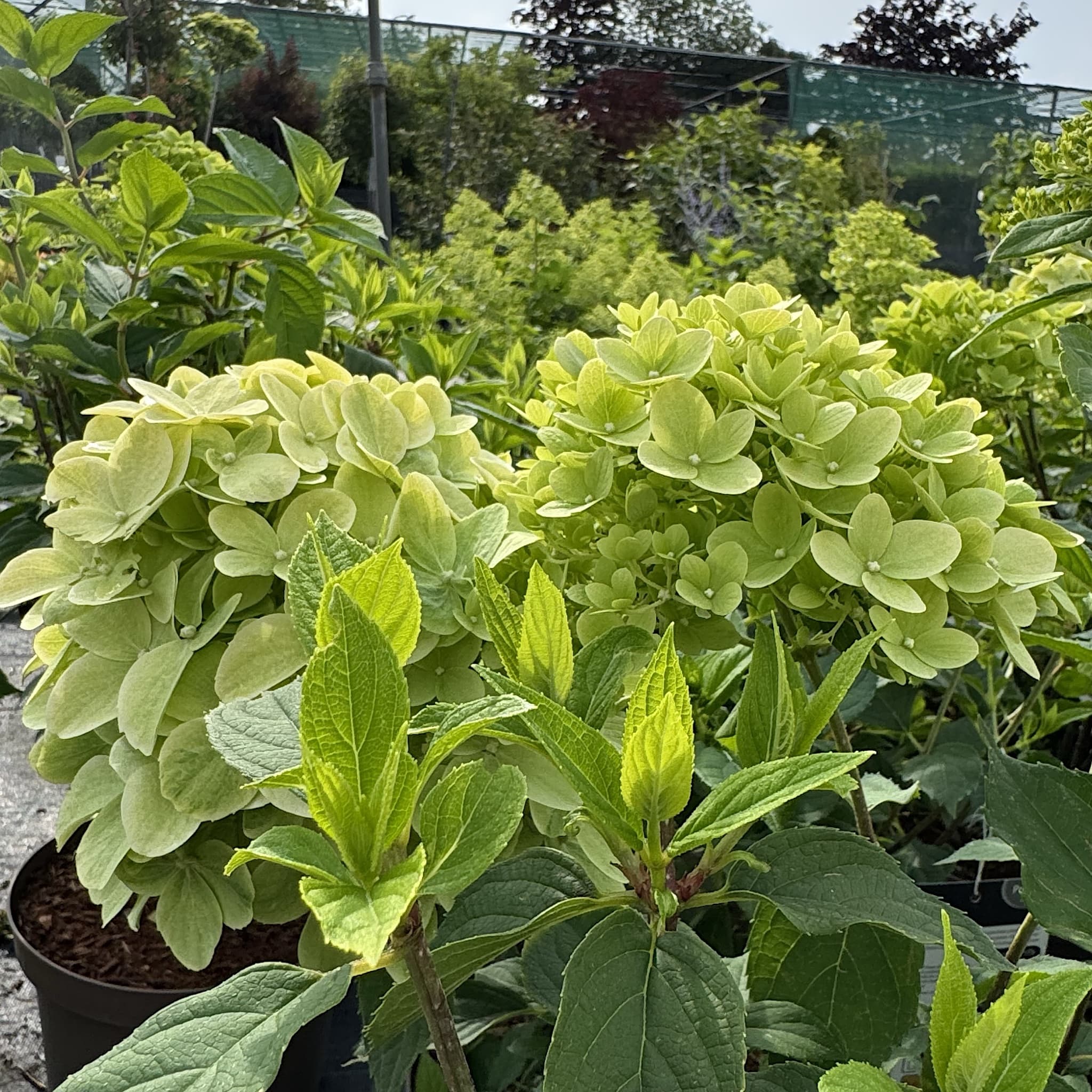 Hydrangea pan. 'Limelight'