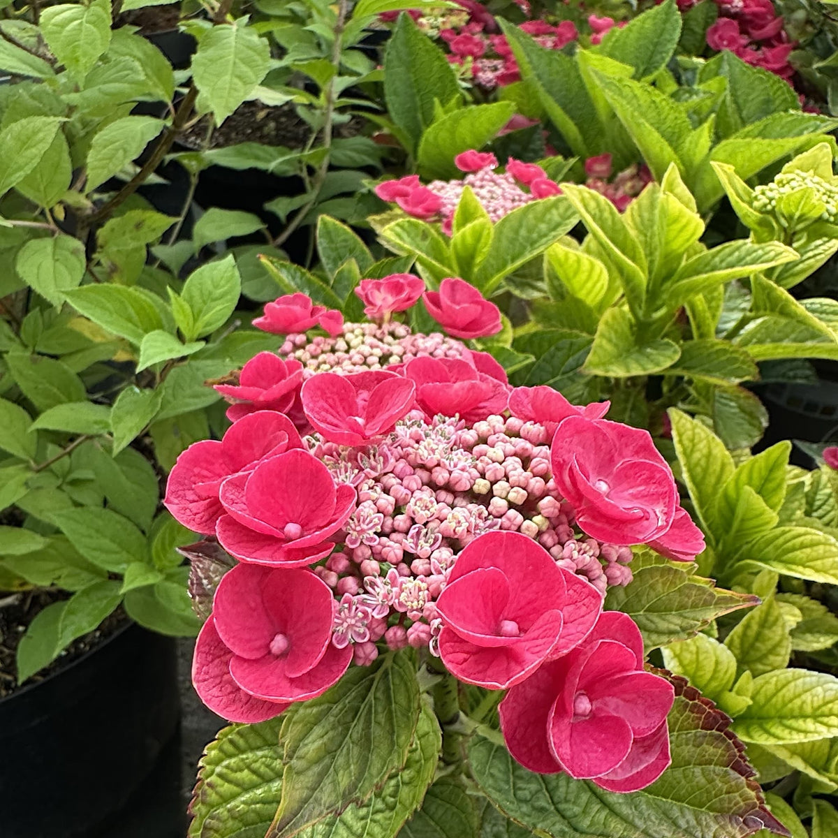 Hydrangea 'Lacecap Red'