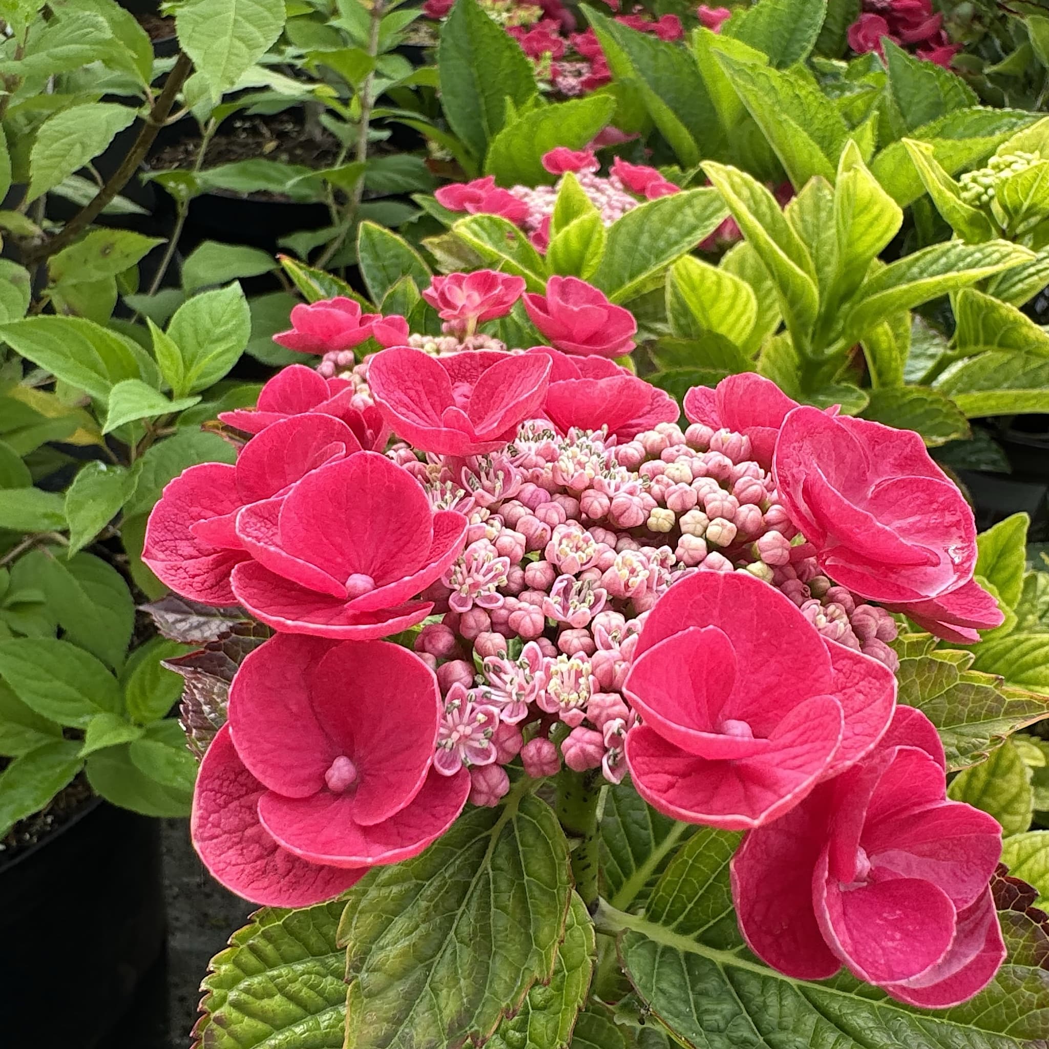 Hydrangea 'Lacecap Red'