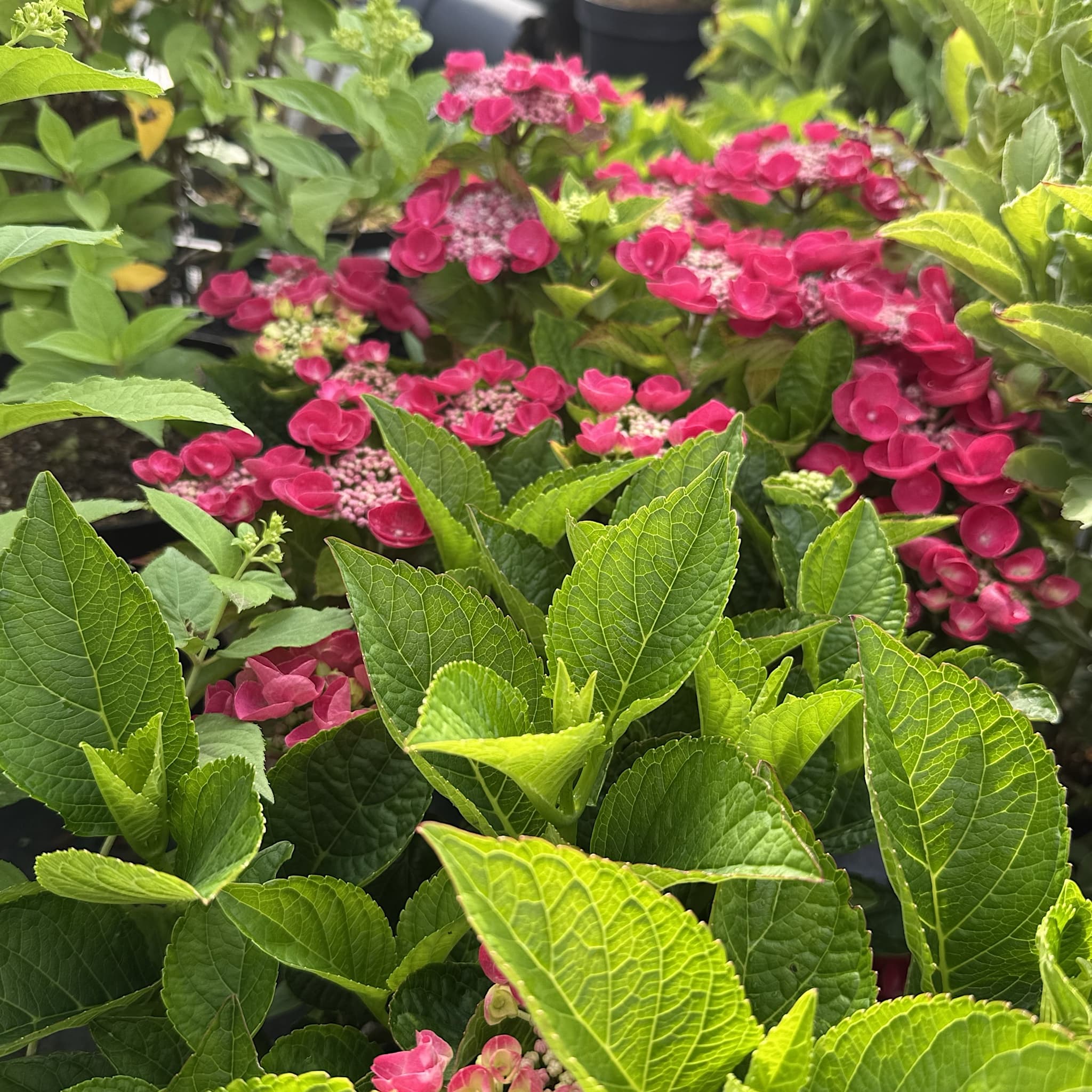 Hydrangea 'Lacecap Red'